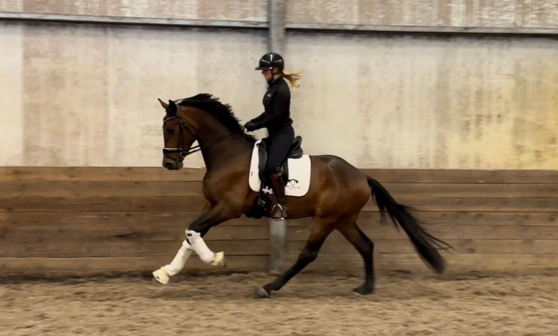 KWPN dressuurpaard ruin 3 ans donkerbruin à vendre - Photo 6