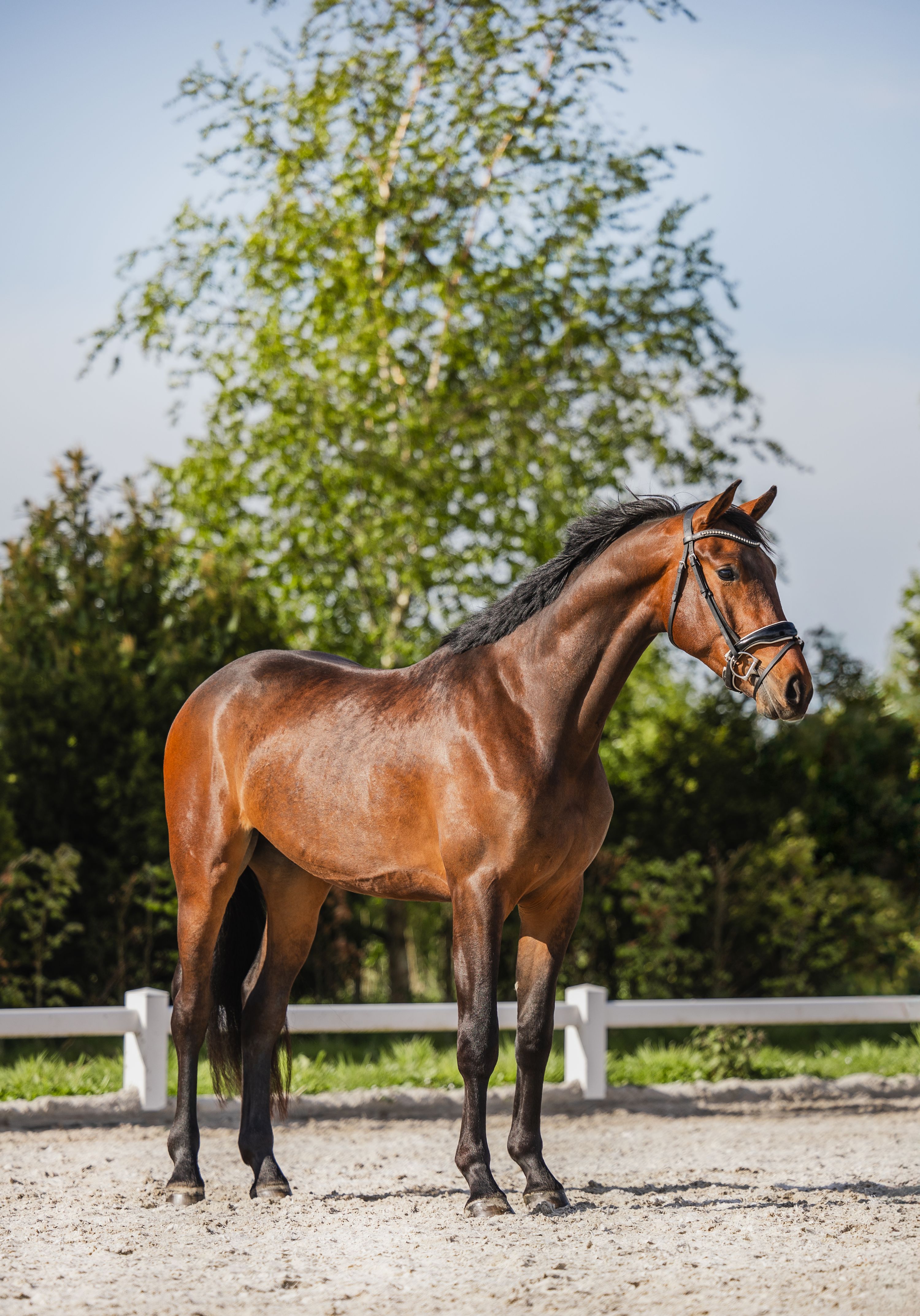 KWPN dressuurpaard ruin 3 ans donkerbruin à vendre - Photo 2