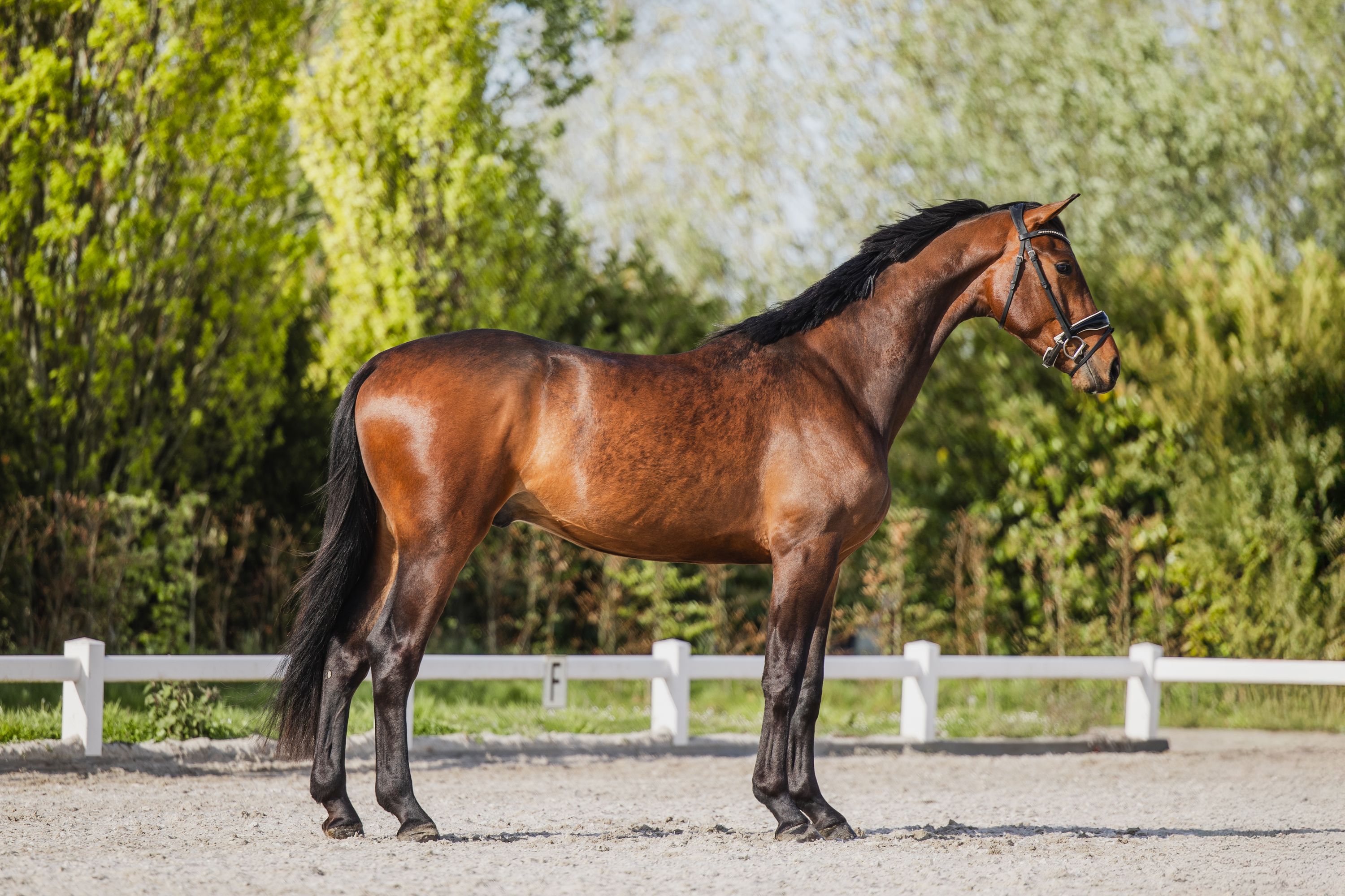 KWPN dressuurpaard ruin 3 ans donkerbruin à vendre - Photo 3