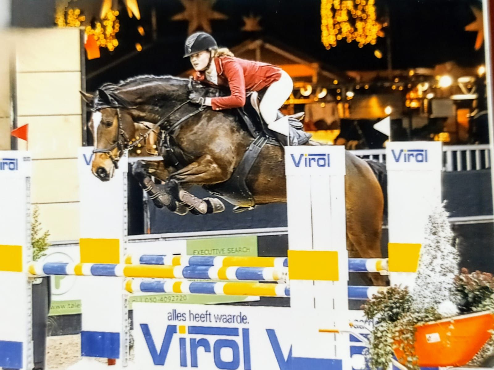 kwpn allrounder merrie 12 years old donkerbruin for sale - Photo 3