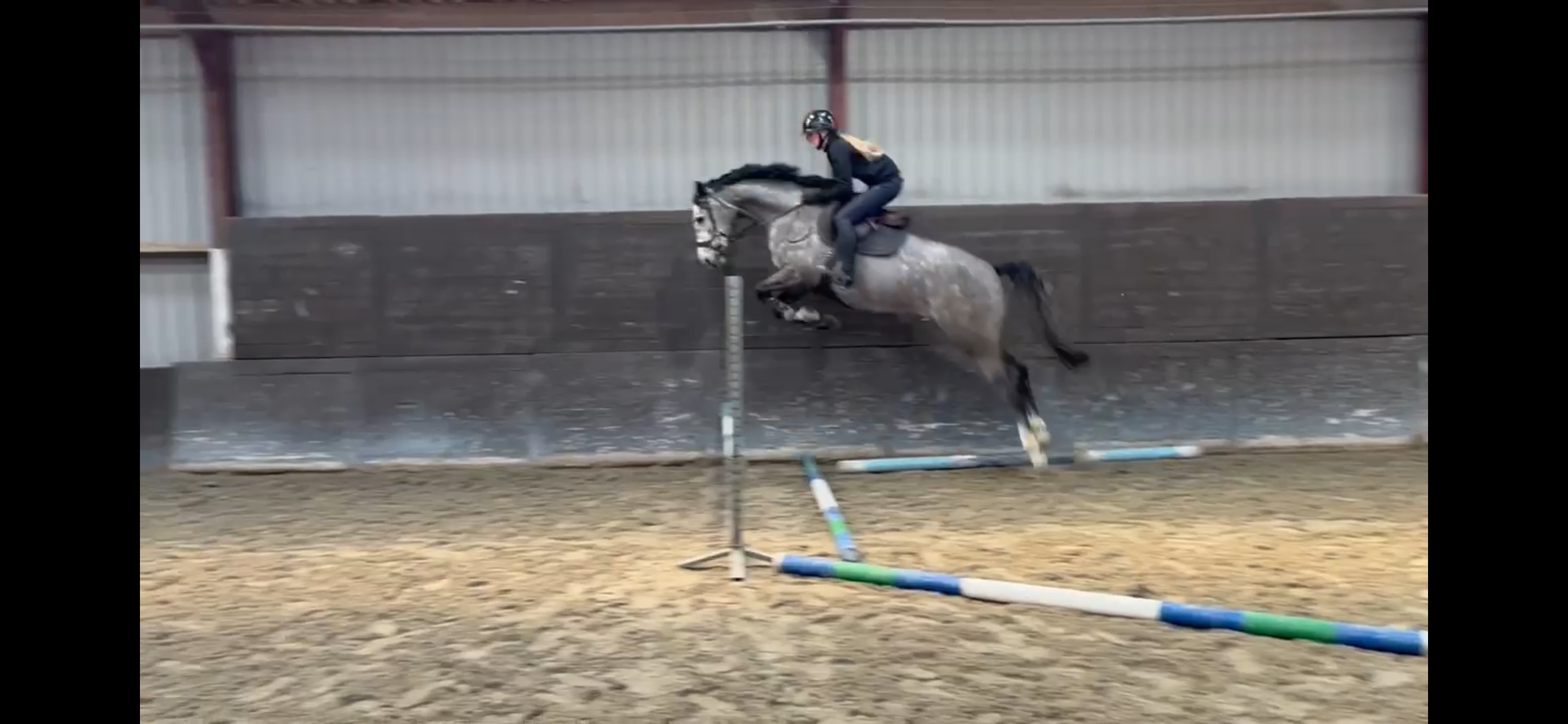 kwpn springpaard merrie 4 years old schimmel for sale - Photo 2