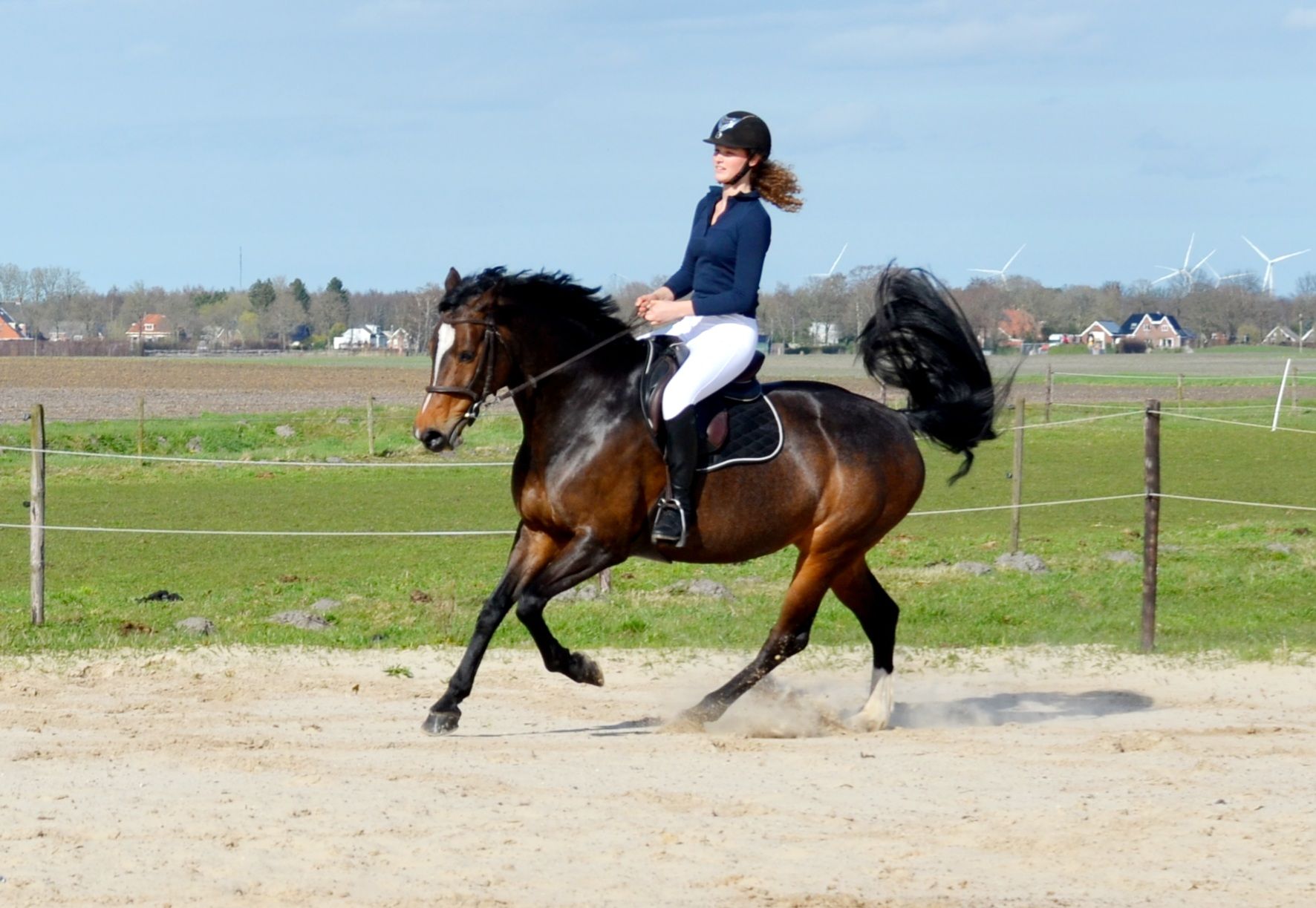 kwpn allrounder merrie 12 years old donkerbruin for sale - Photo 4