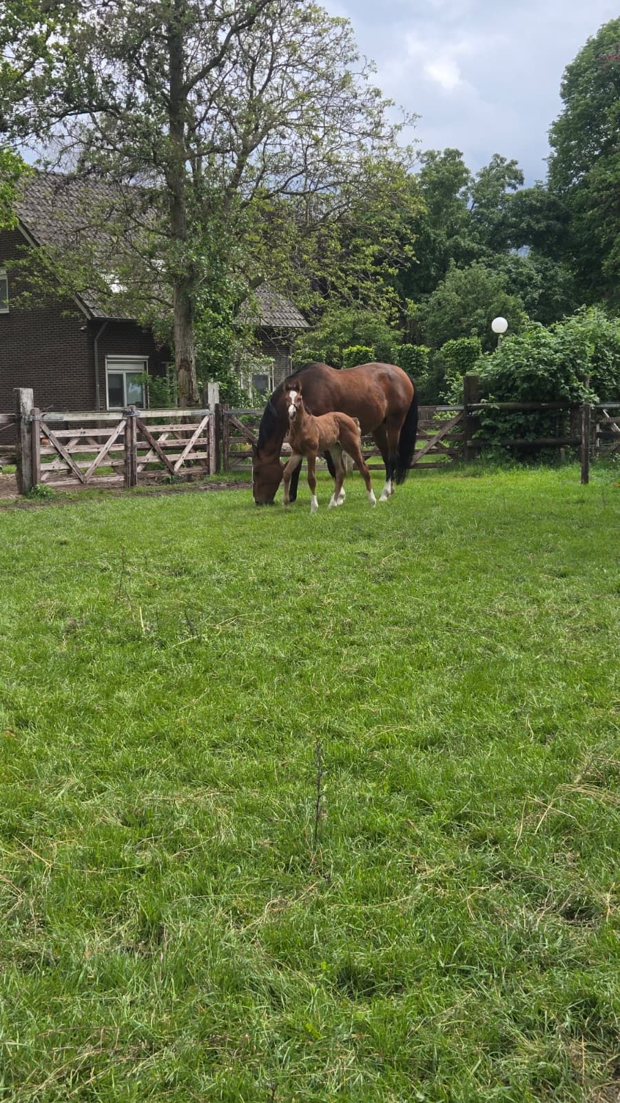 kwpn springpaard hengst 0 years old bruin for sale - Photo 3
