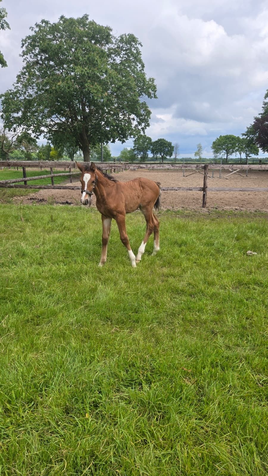 kwpn springpaard hengst 0 years old bruin for sale - Main photo