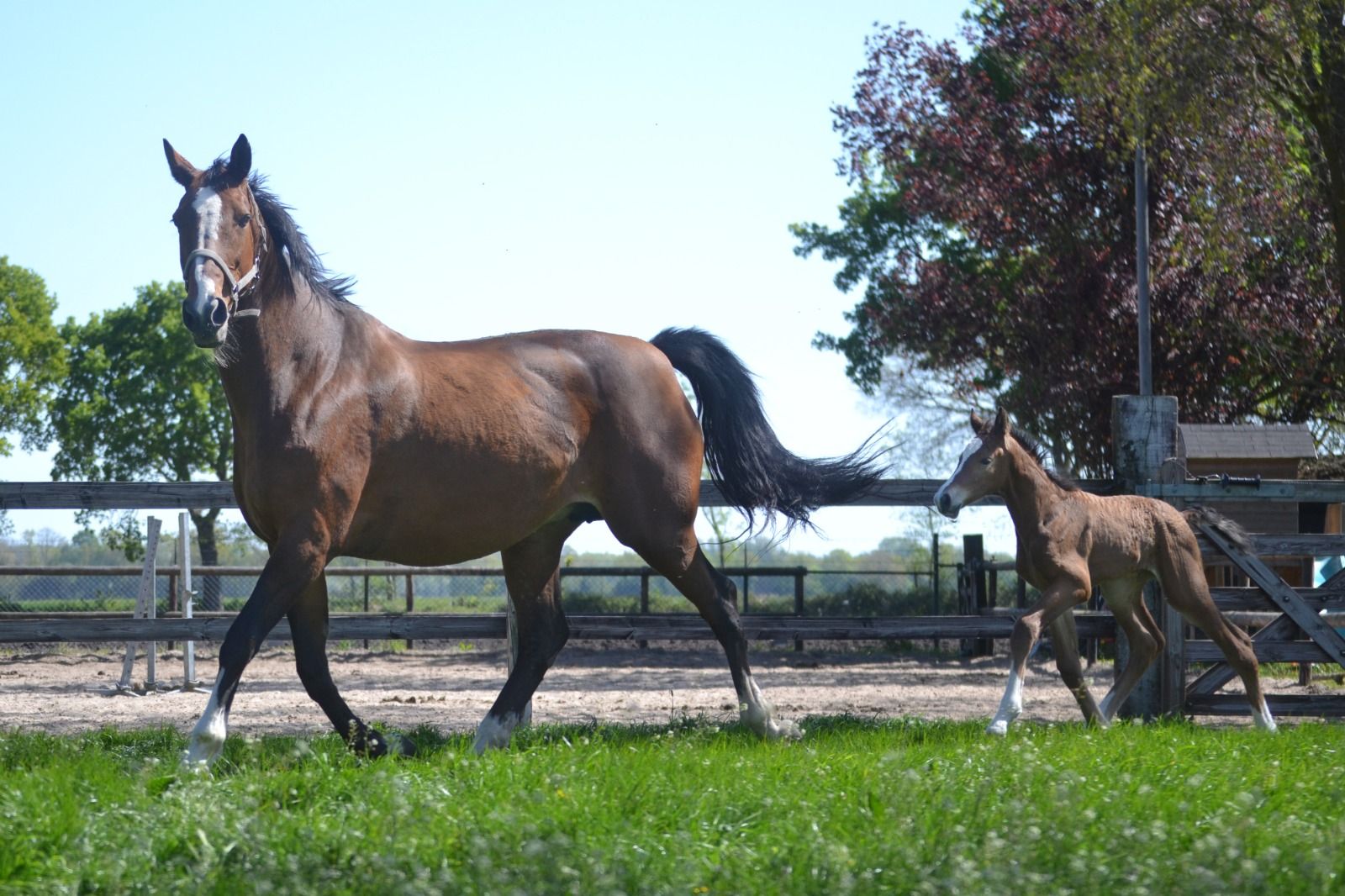 kwpn springpaard hengst 0 years old bruin for sale - Photo 4