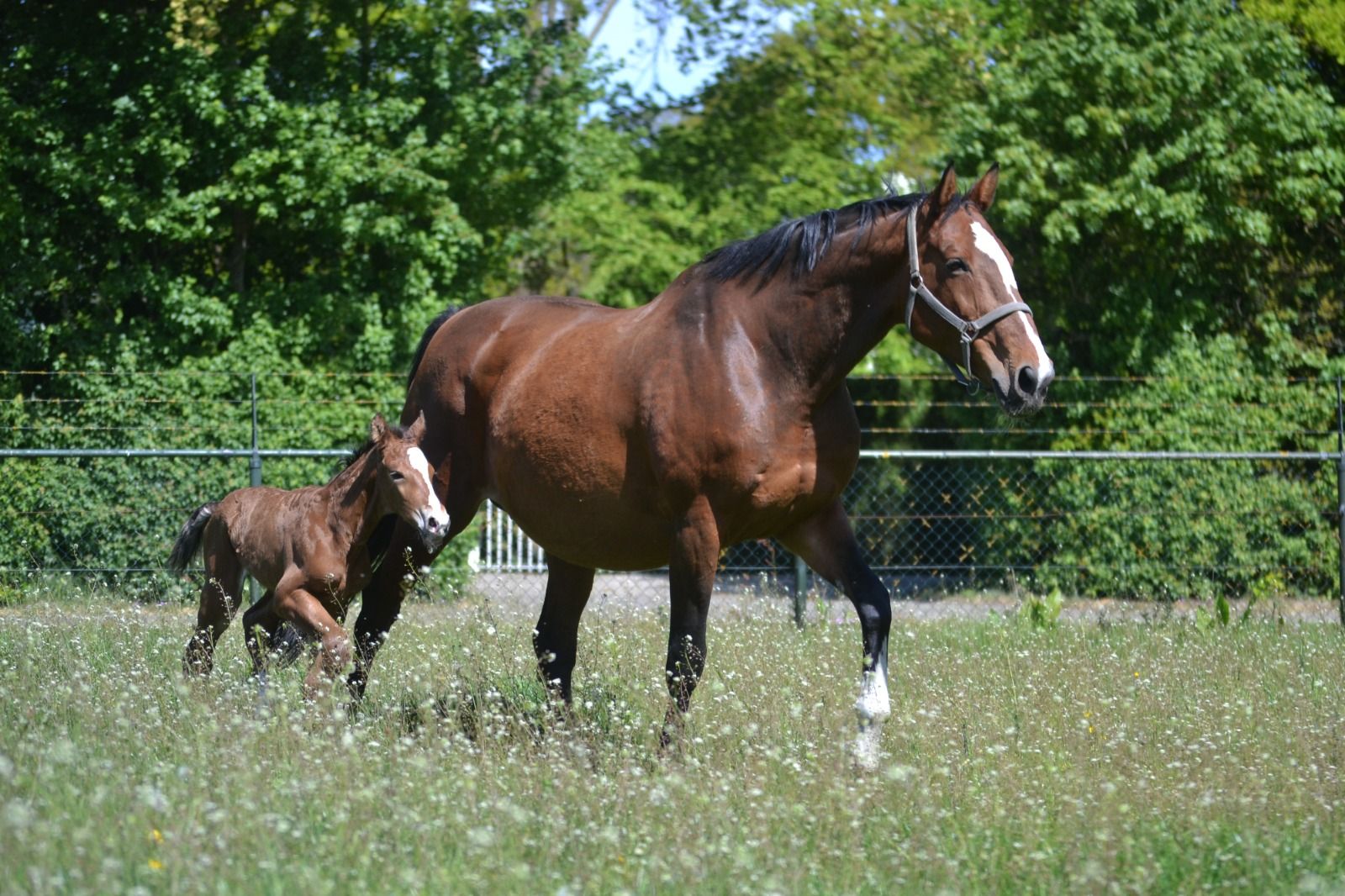 kwpn springpaard hengst 0 years old bruin for sale - Photo 5