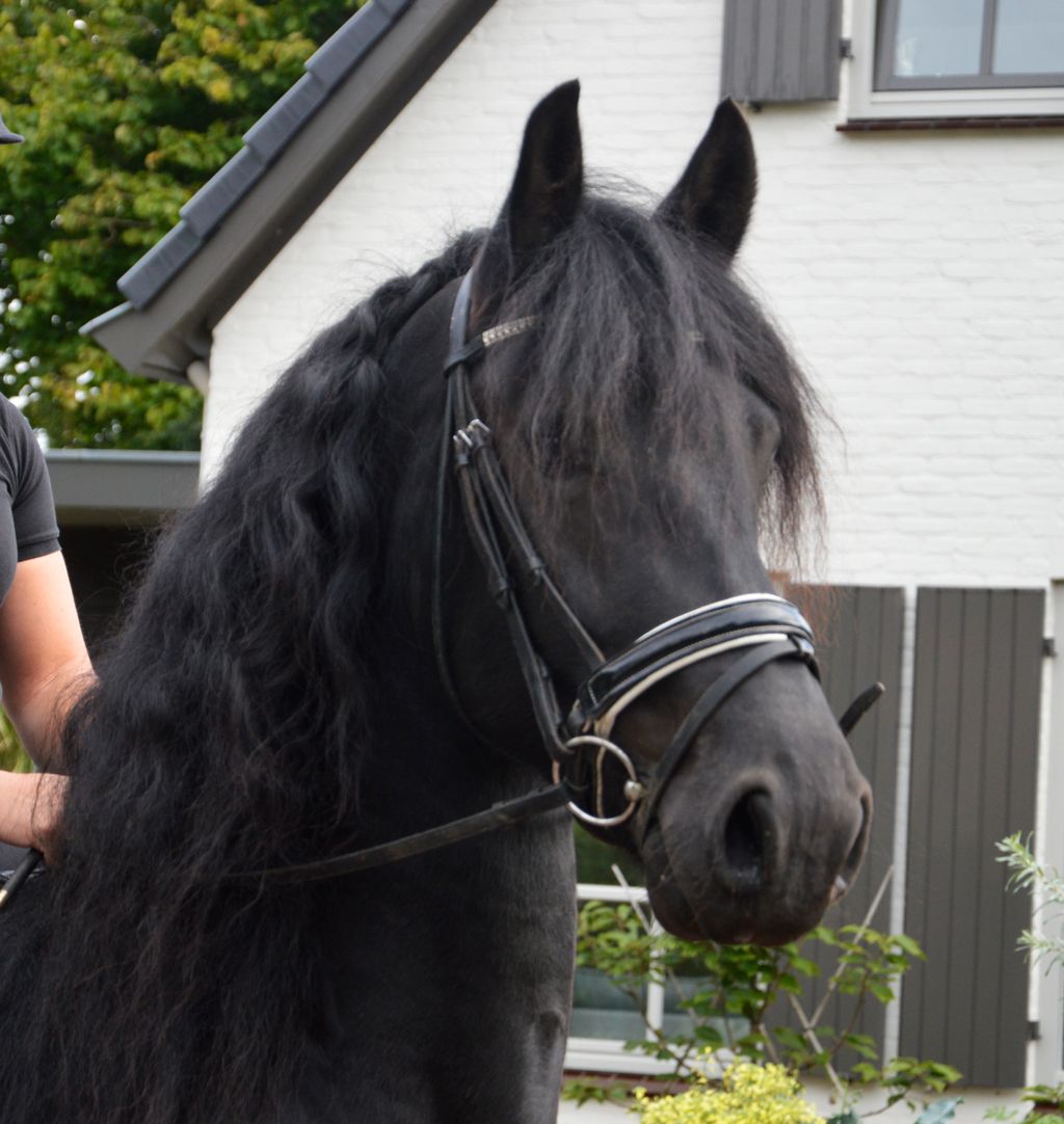 Baroque low-kinship Friesian gelding