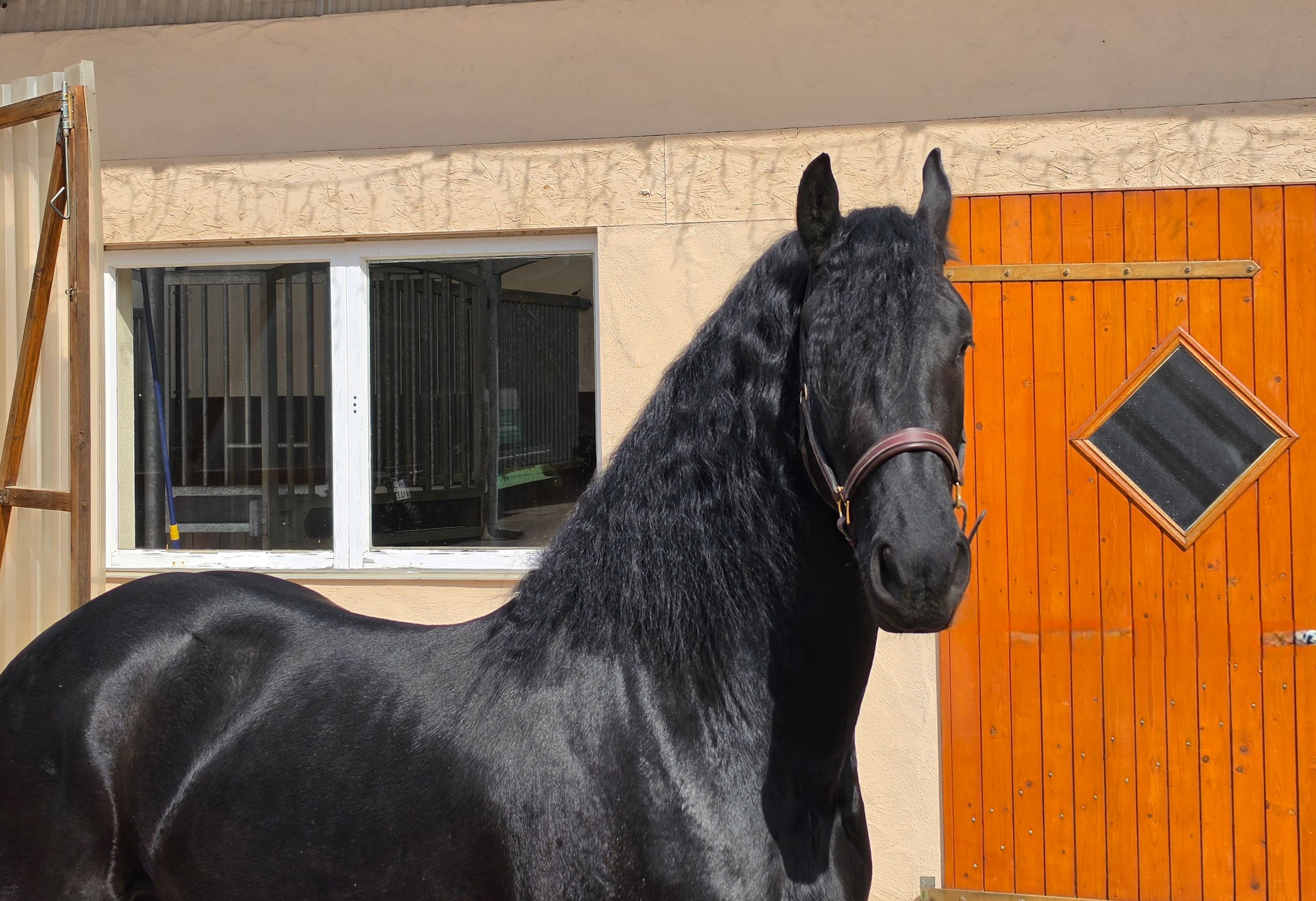 dressuurpaard ruin 3 歳 zwart 売り出し中 - 写真 2
