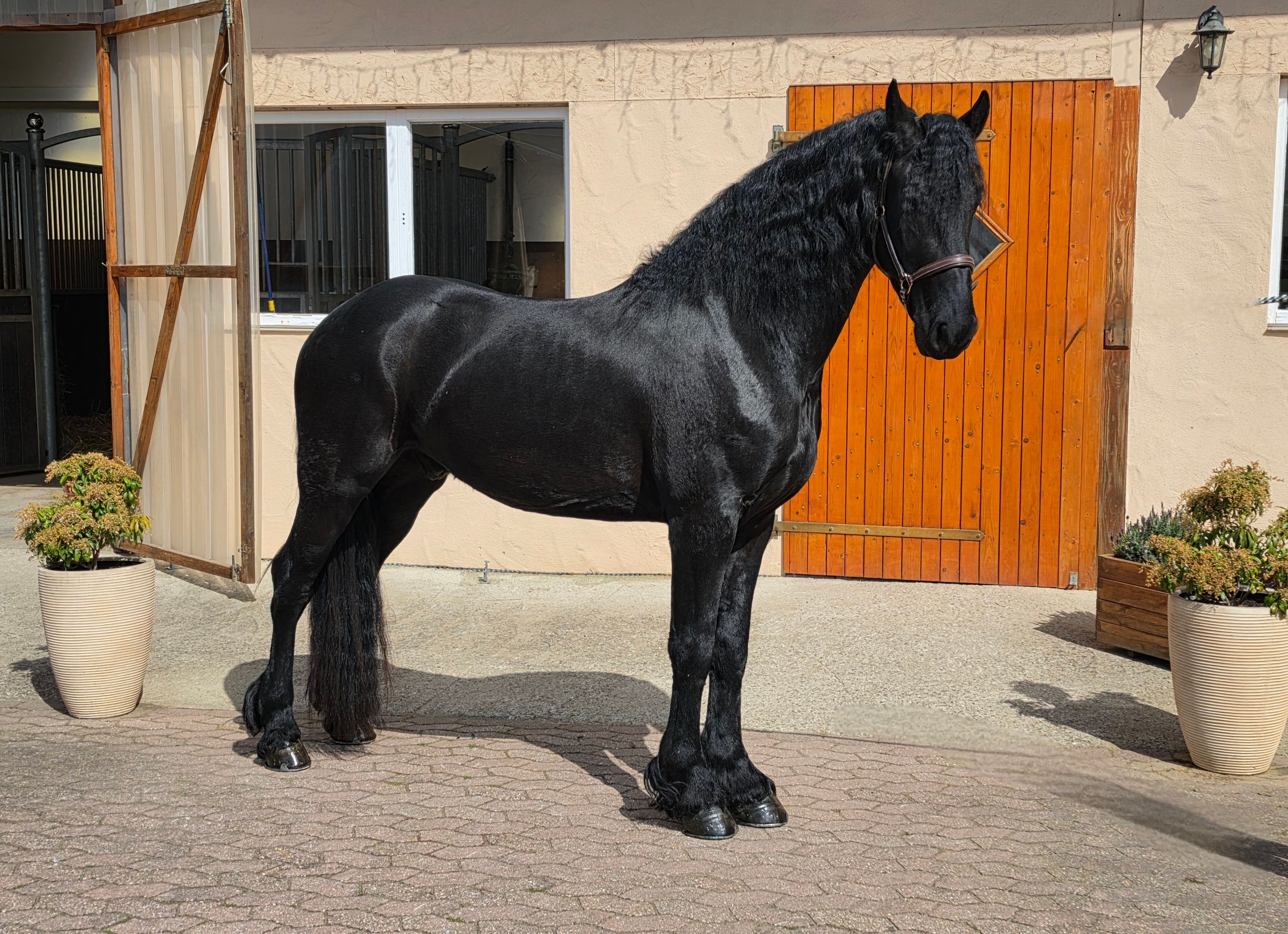dressuurpaard ruin 3 歳 zwart 売り出し中 - 写真 3