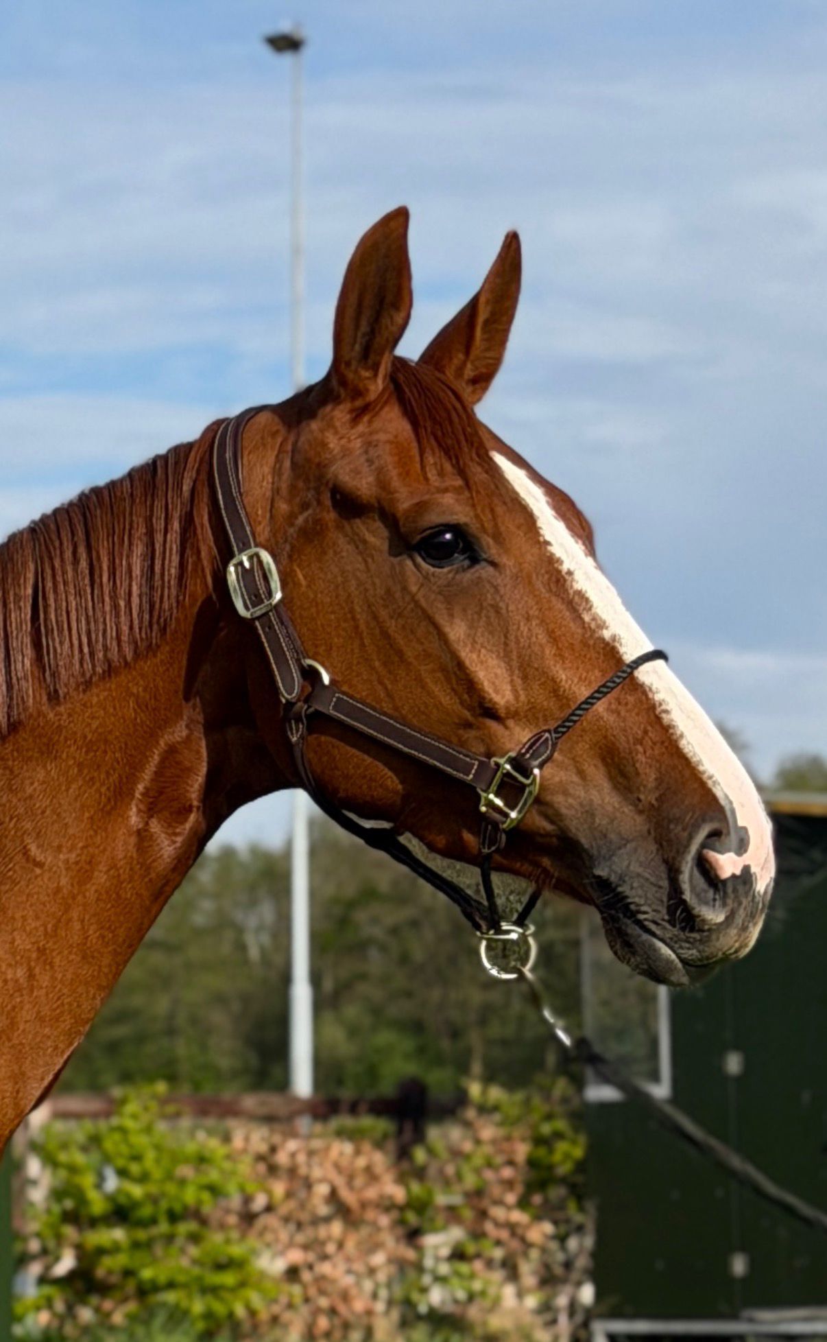 4歳牝馬 Comilfo plus X Vagabond de la pomme