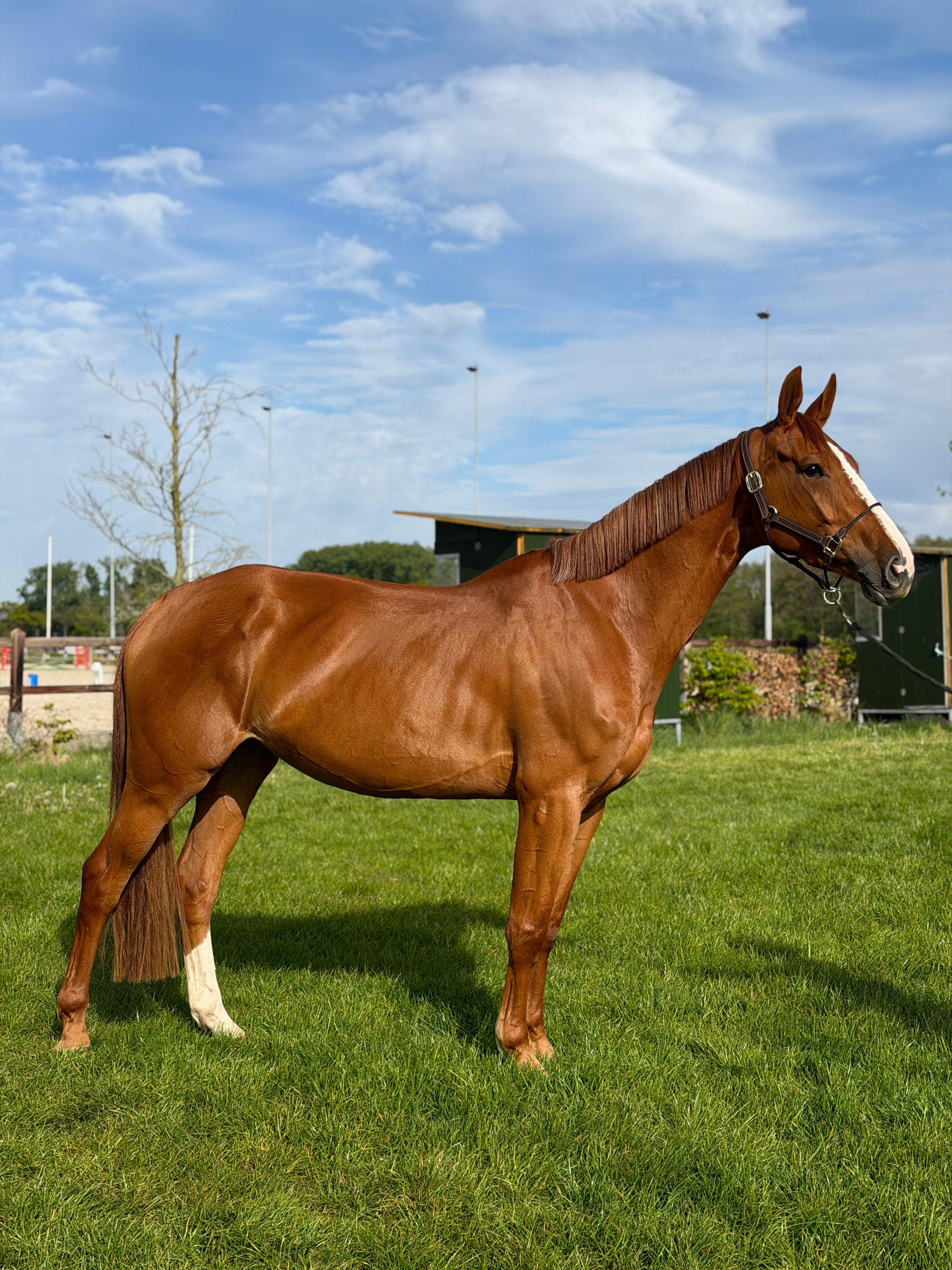 zangersheide springpaard merrie 4 歳 vos 売り出し中 - 写真 2