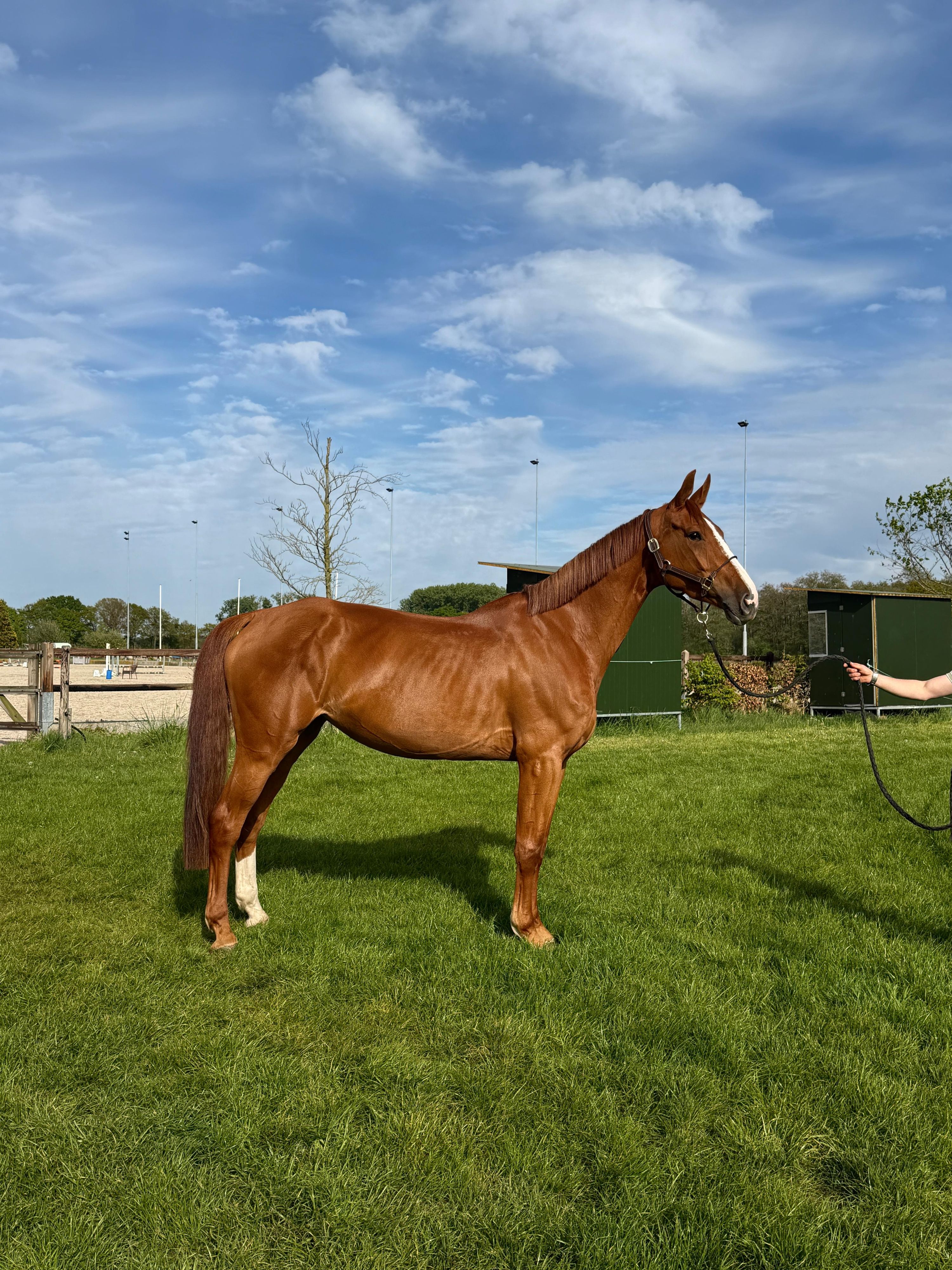 zangersheide springpaard merrie 4 歳 vos 売り出し中 - 写真 3