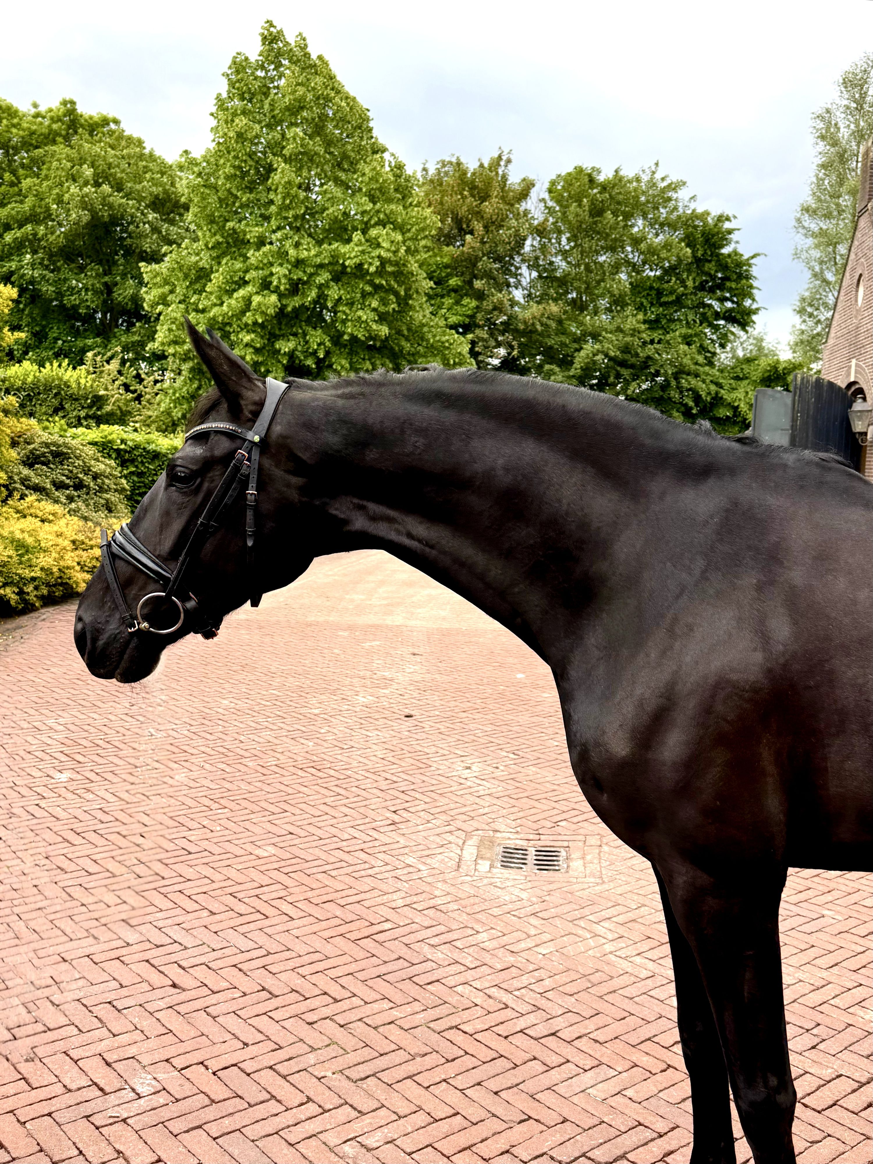 kwpn dressuurpaard merrie 4 Jahre alt donkerbruin zu verkaufen - Foto 2