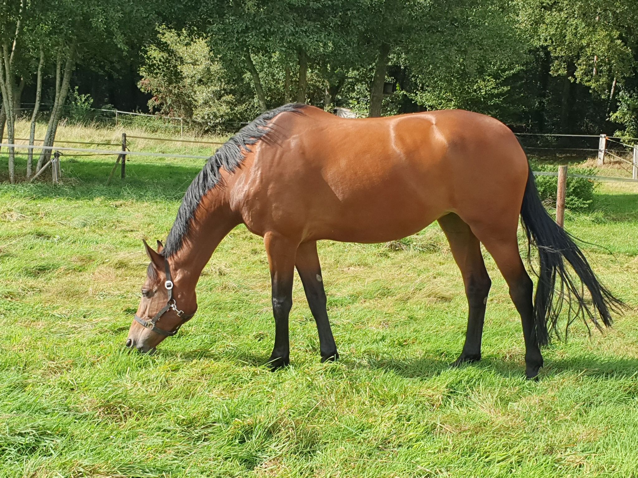 kwpn fokmerrie merrie 12 years old bruin for sale - Photo 2