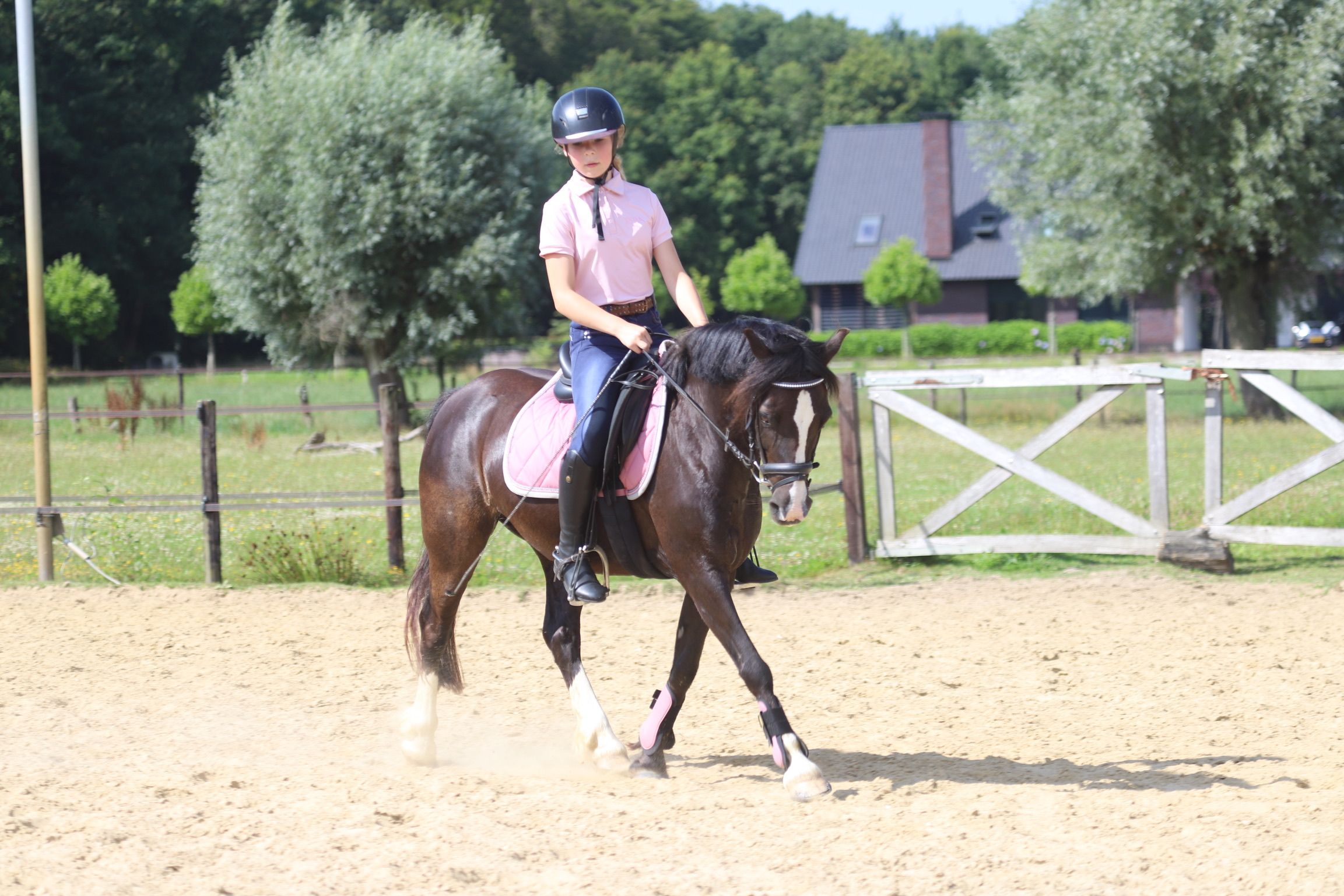 Dulce, hermoso y experimentado poni Welsh infantil y de deporte