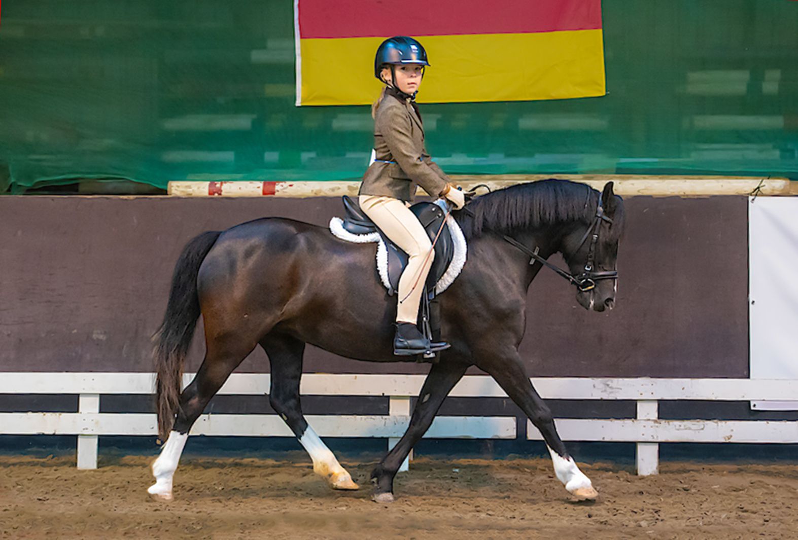 welsh allround-pony merrie 11 años donkerbruin en venta - Foto 2