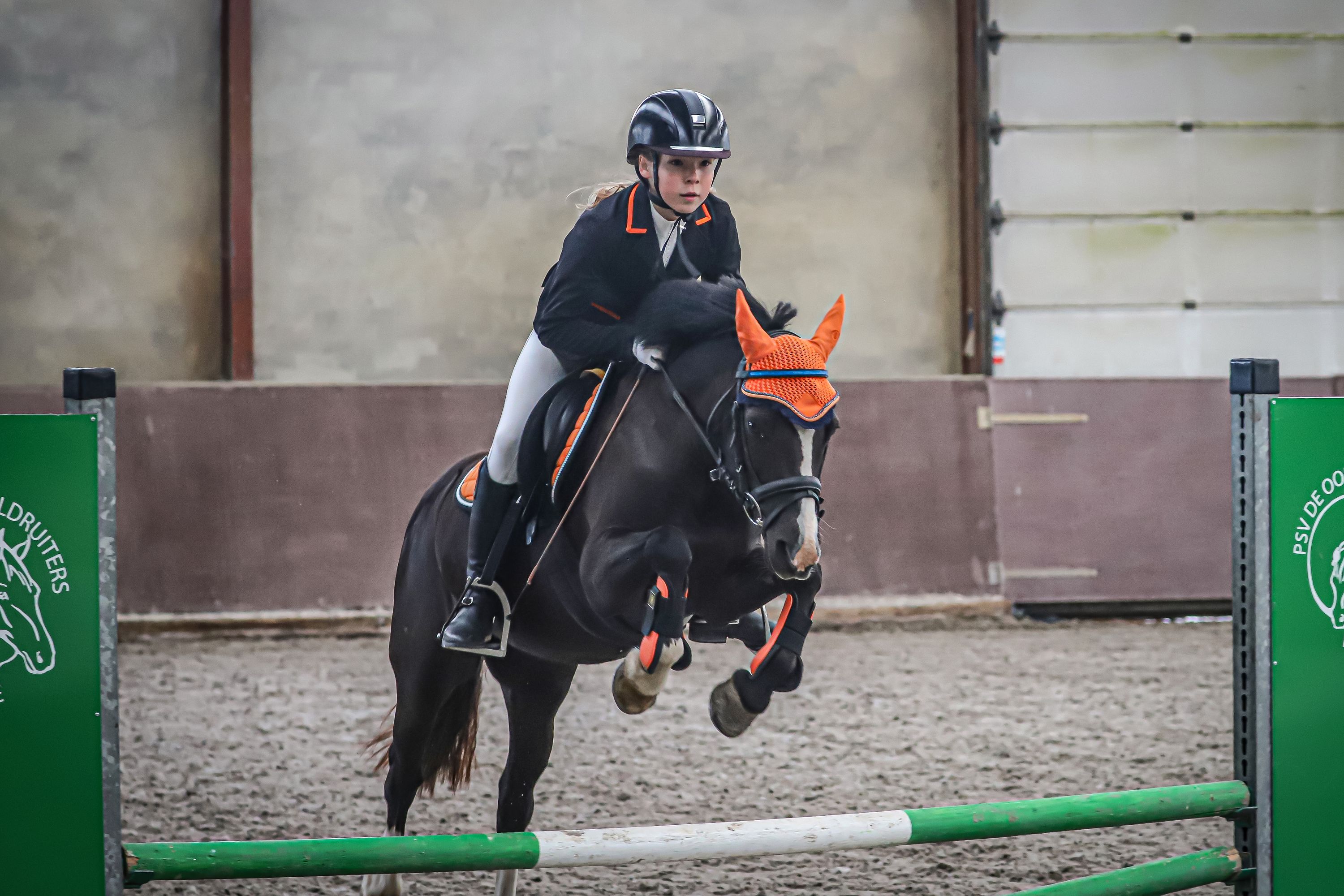 welsh allround-pony merrie 11 años donkerbruin en venta - Foto 6
