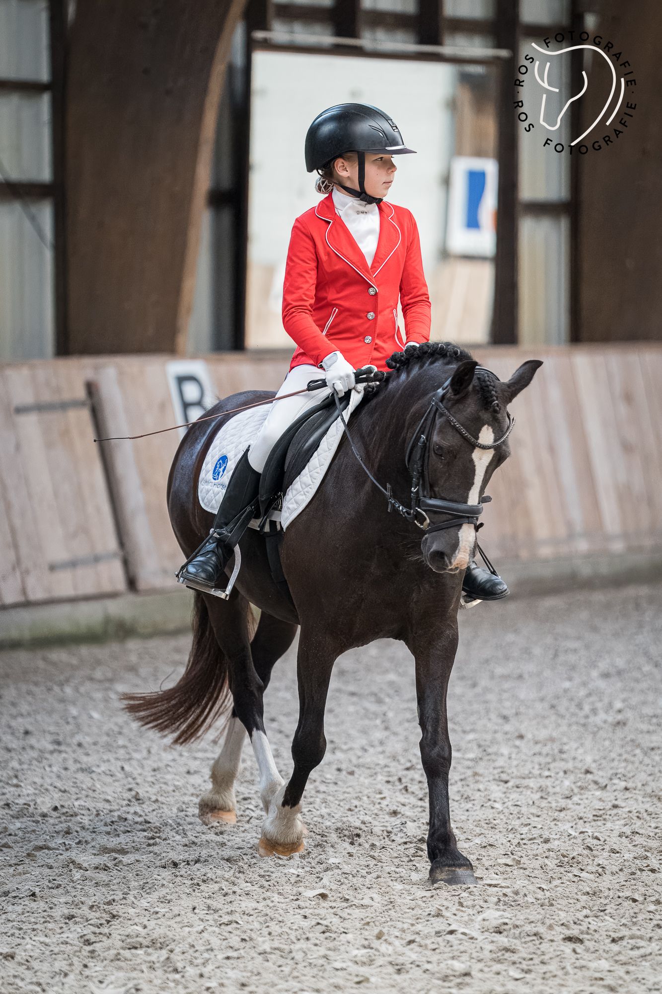 welsh allround-pony merrie 11 años donkerbruin en venta - Foto 3