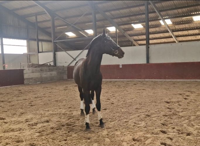 素敵な牡馬