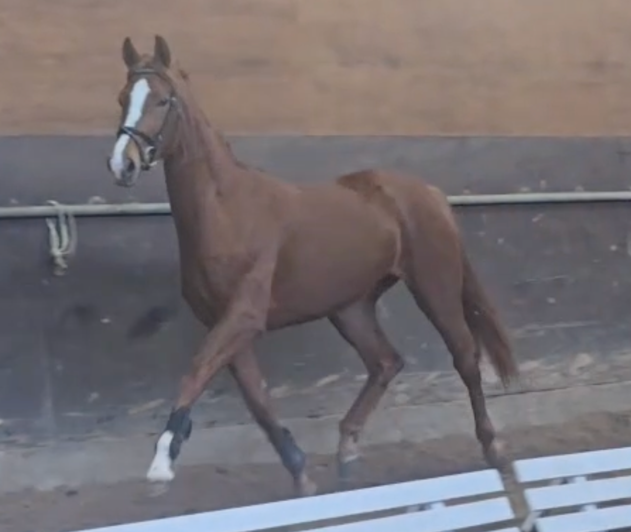 futuro para dressage à venda, égua de 3 anos