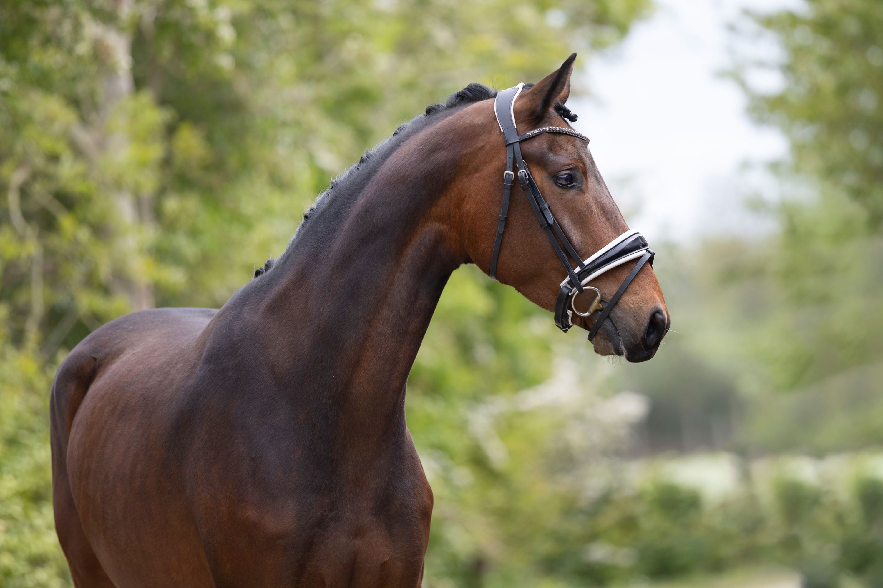 kwpn dressuurpaard merrie 4 år bruin till salu - Foto 2