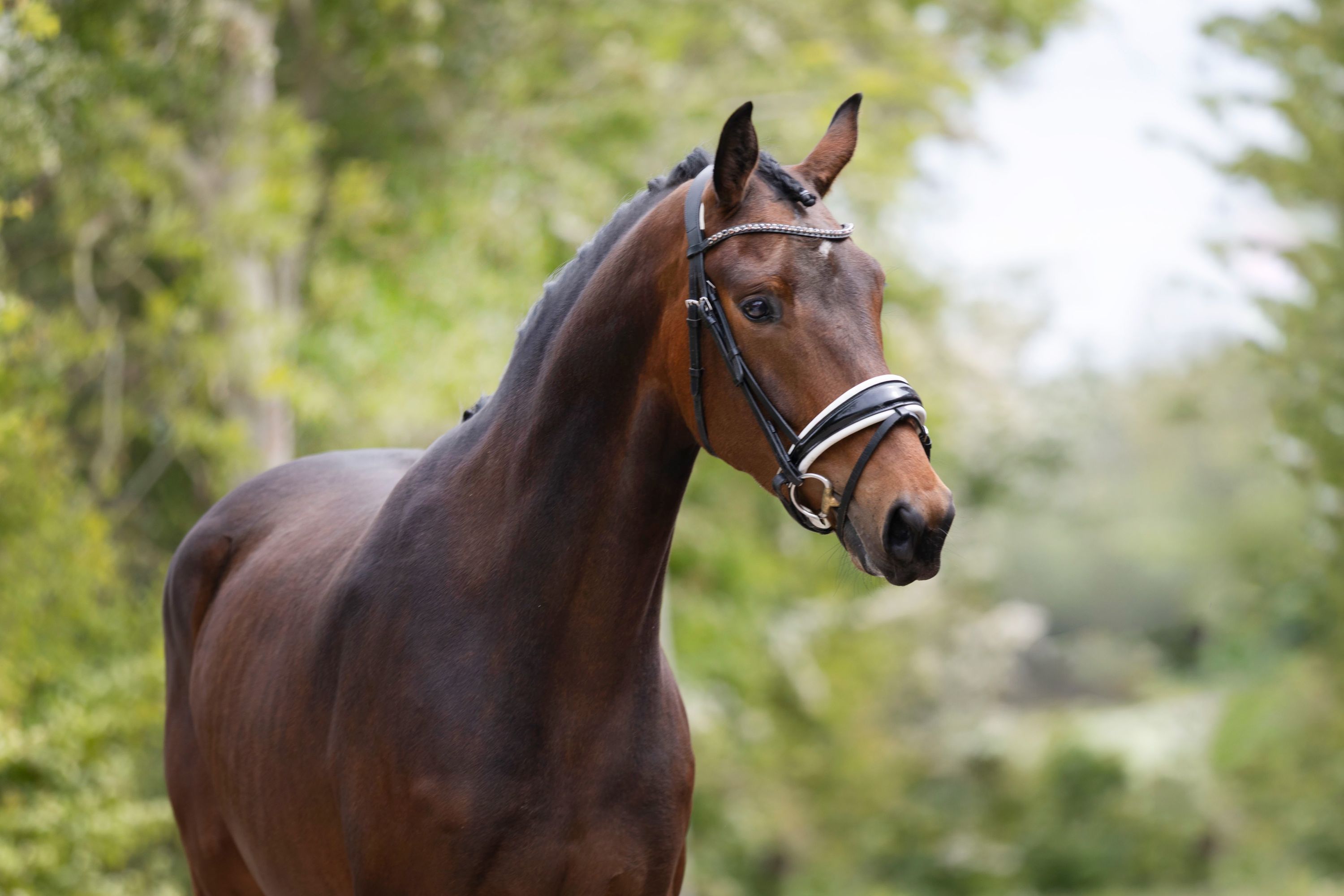 kwpn dressuurpaard merrie 4 år bruin till salu - Foto 3