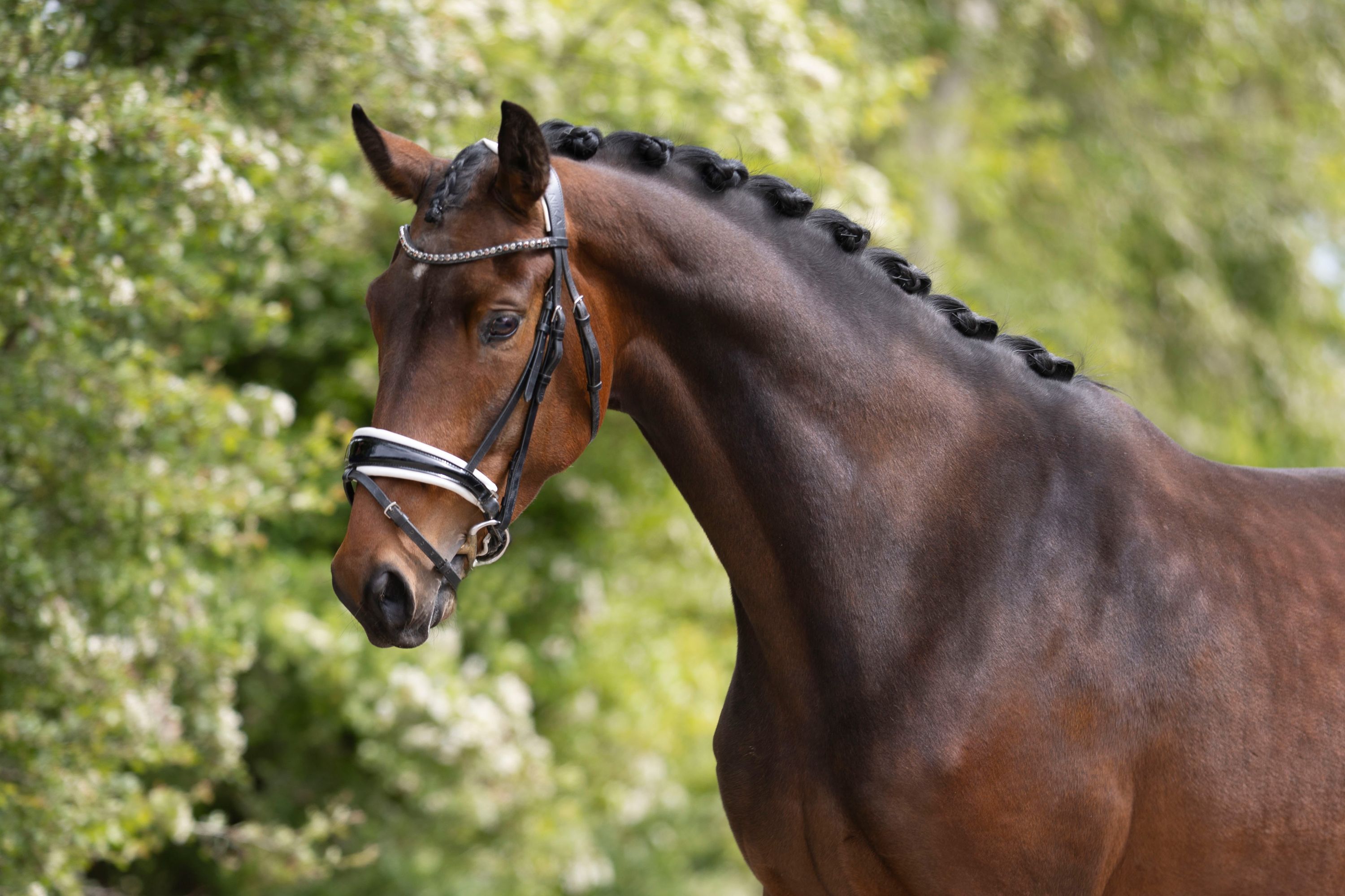 kwpn dressuurpaard merrie 4 år bruin till salu - Foto 6