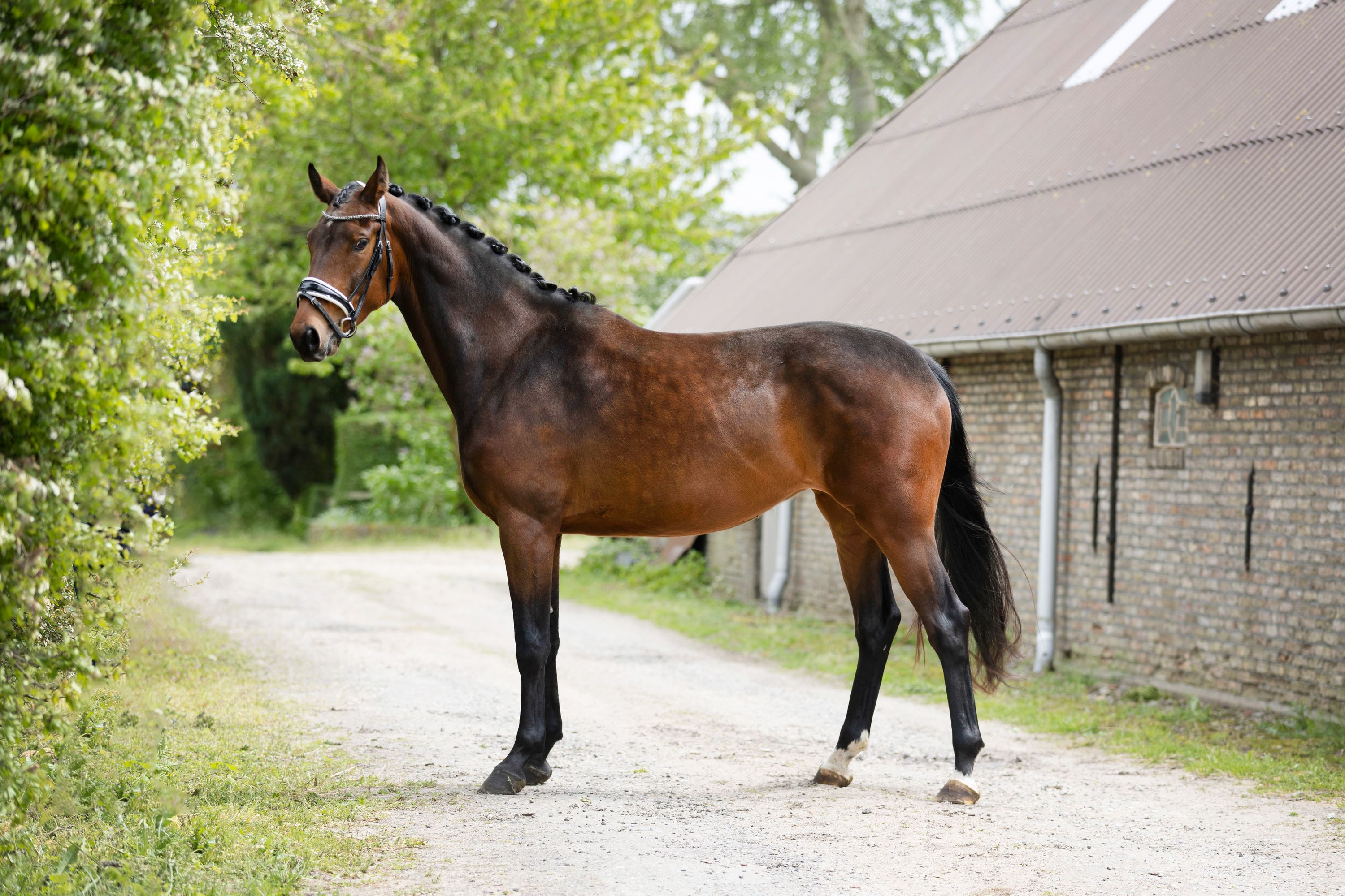 kwpn dressuurpaard merrie 4 år bruin till salu - Foto 4