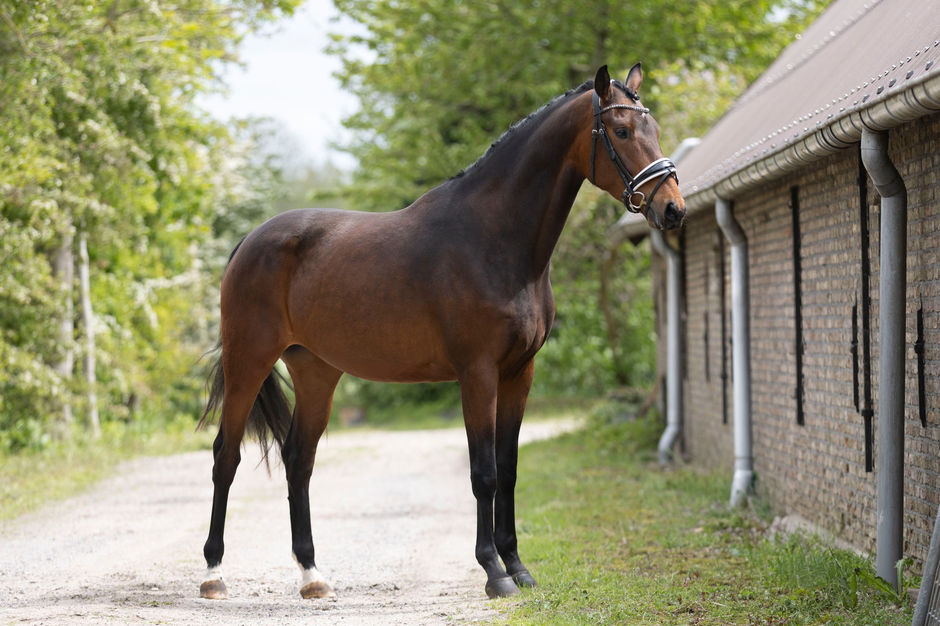 kwpn dressuurpaard merrie 4 år bruin till salu - Foto 5