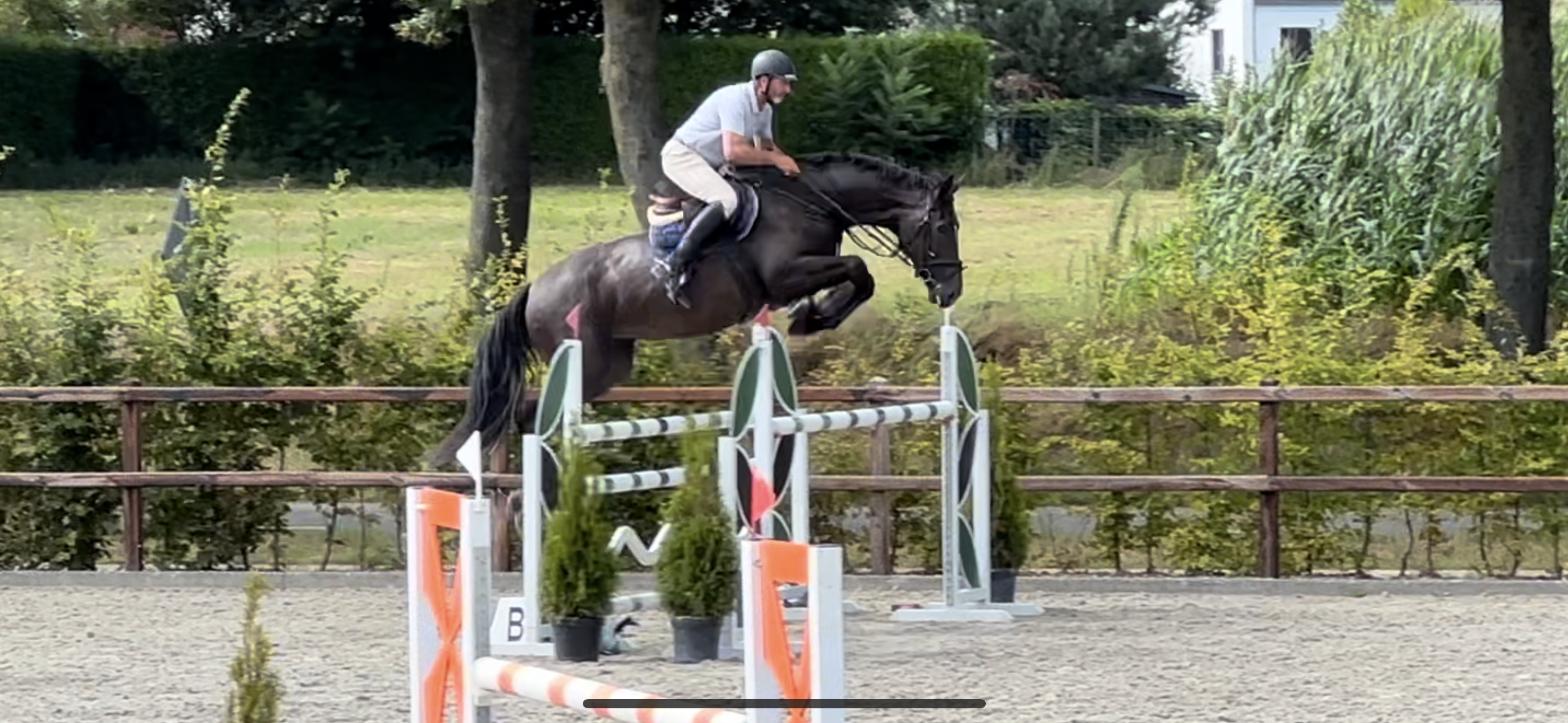 Talentvol springpaard 1.45/1.50 (Darco x Indoctro) 9 j met veel potentieel