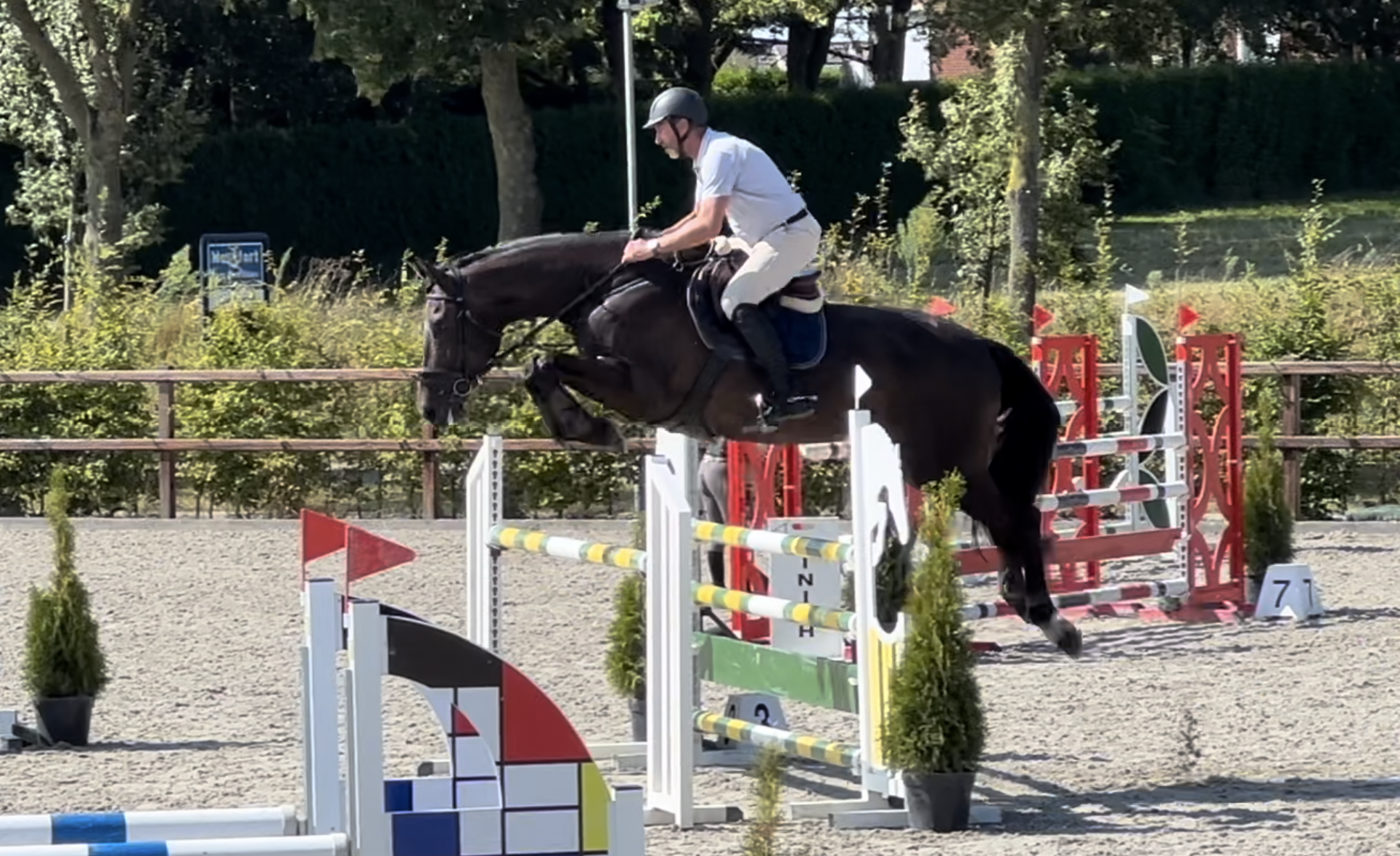 bwp springpaard merrie 9 år donkerbruin till salu - Foto 2
