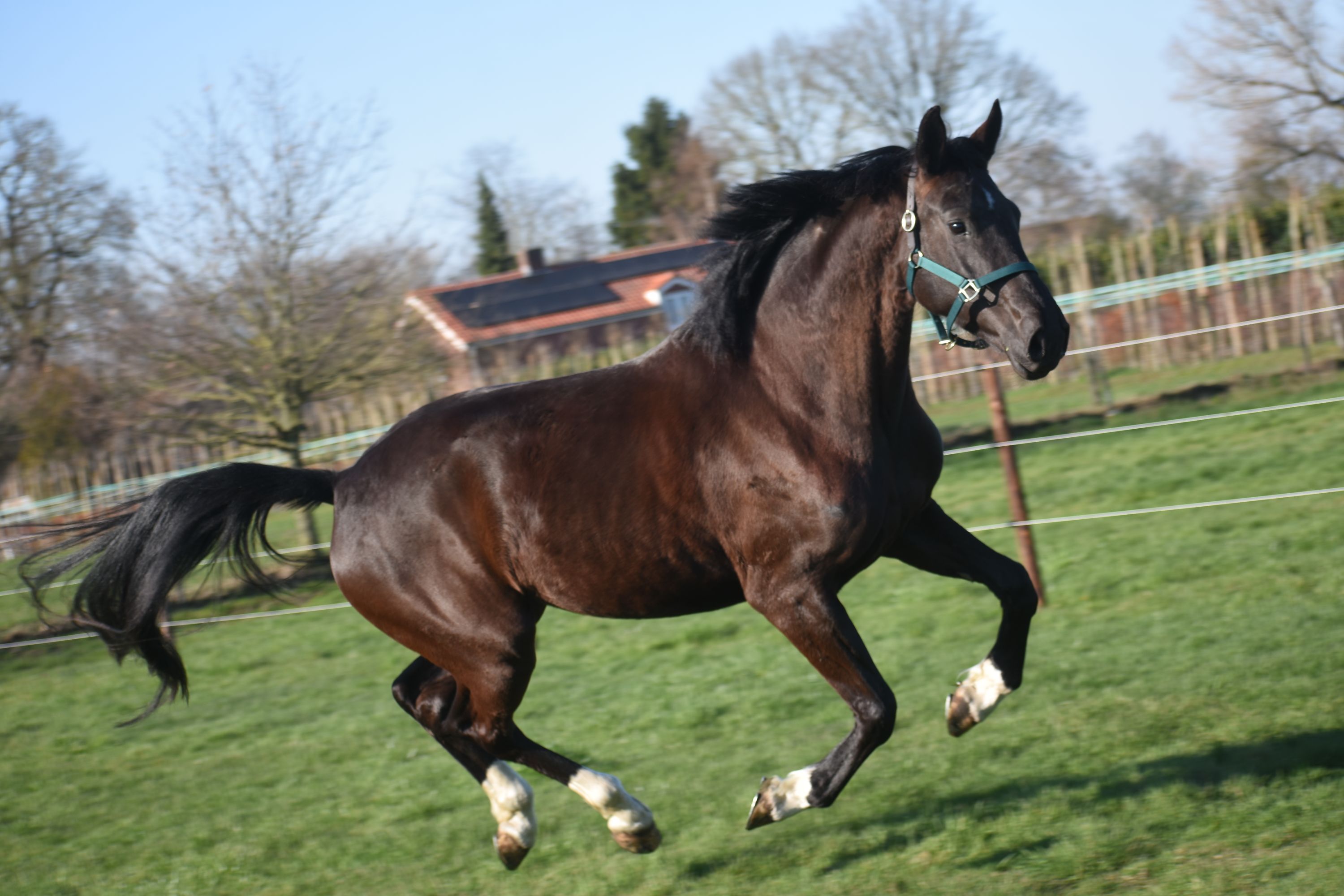 kwpn dressuurpaard merrie 6 år zwart till salu - Foto 2
