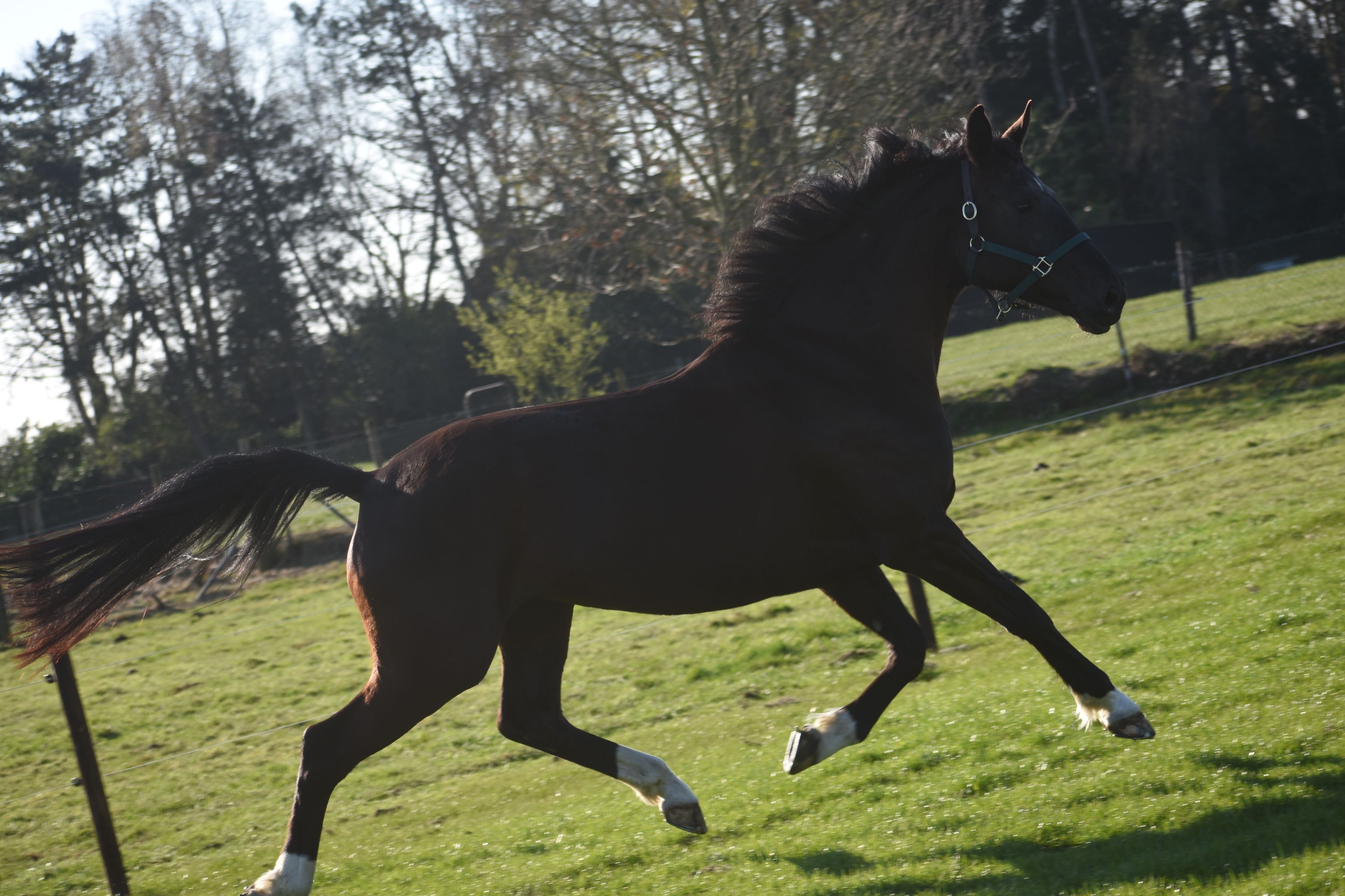 kwpn dressuurpaard merrie 6 år zwart till salu - Foto 6