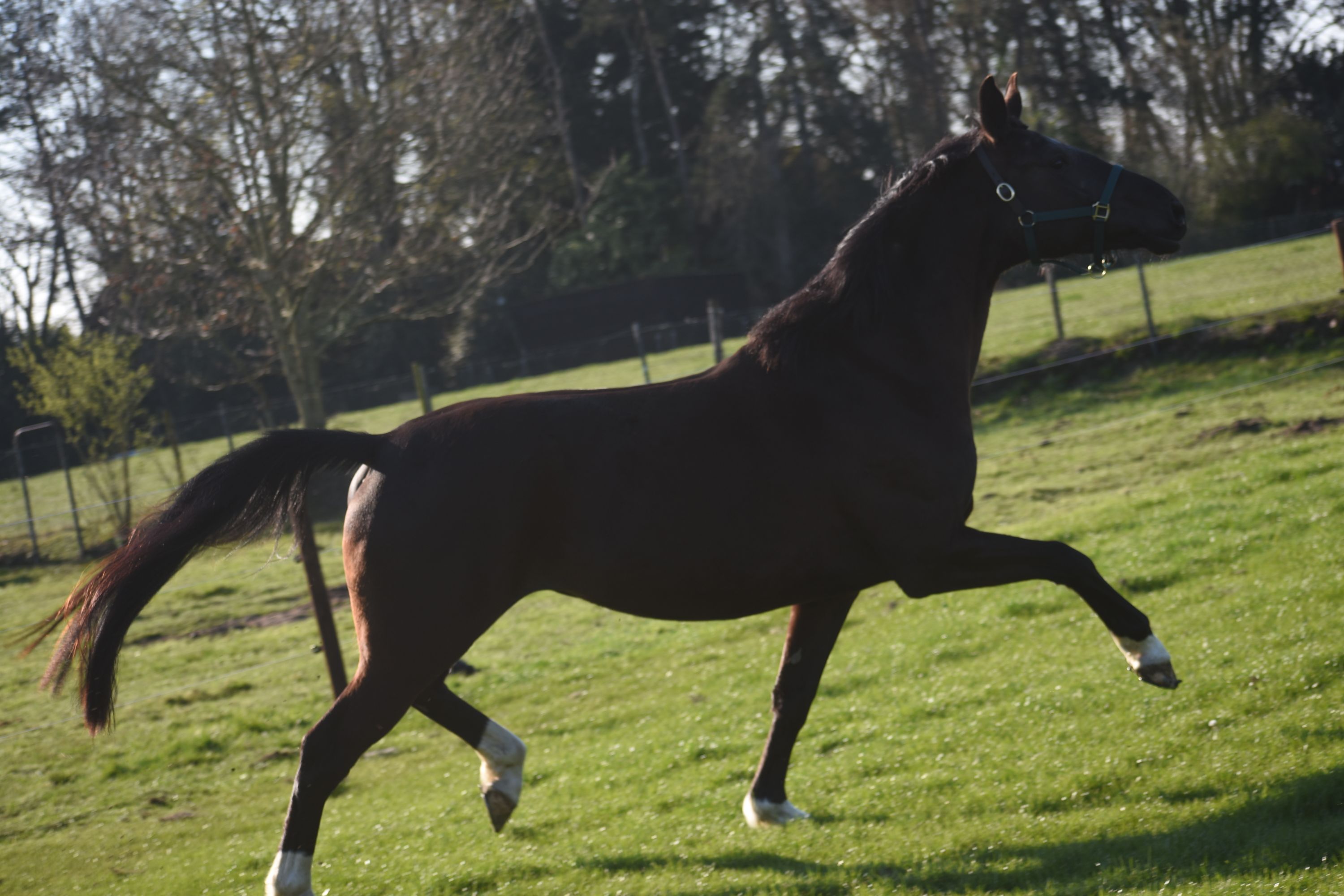 kwpn dressuurpaard merrie 6 år zwart till salu - Foto 5