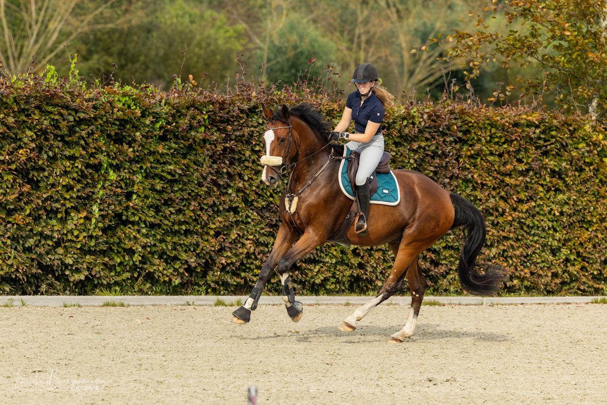 zangersheide springpaard ruin 8 years old bruin for sale - Photo 5