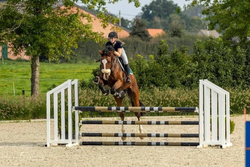 zangersheide springpaard ruin 8 years old bruin for sale - Photo 4