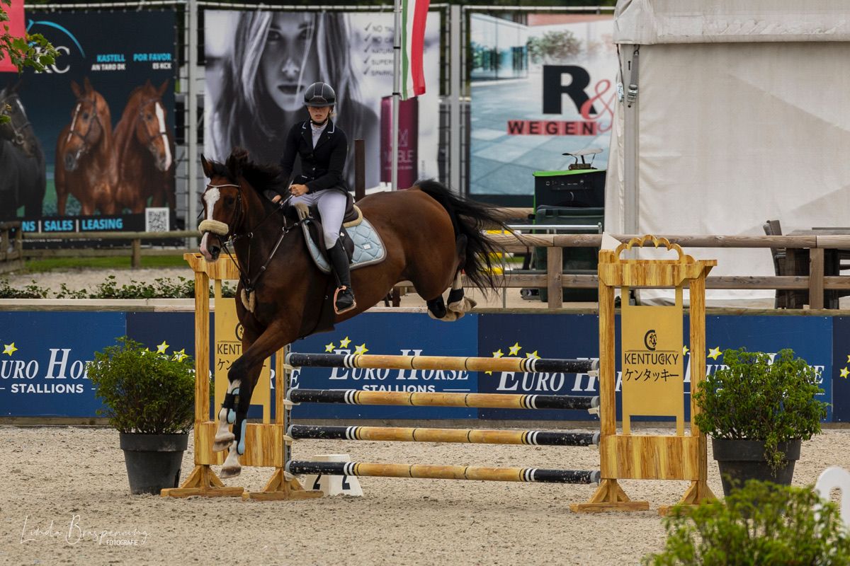 zangersheide springpaard ruin 8 years old bruin for sale - Photo 6