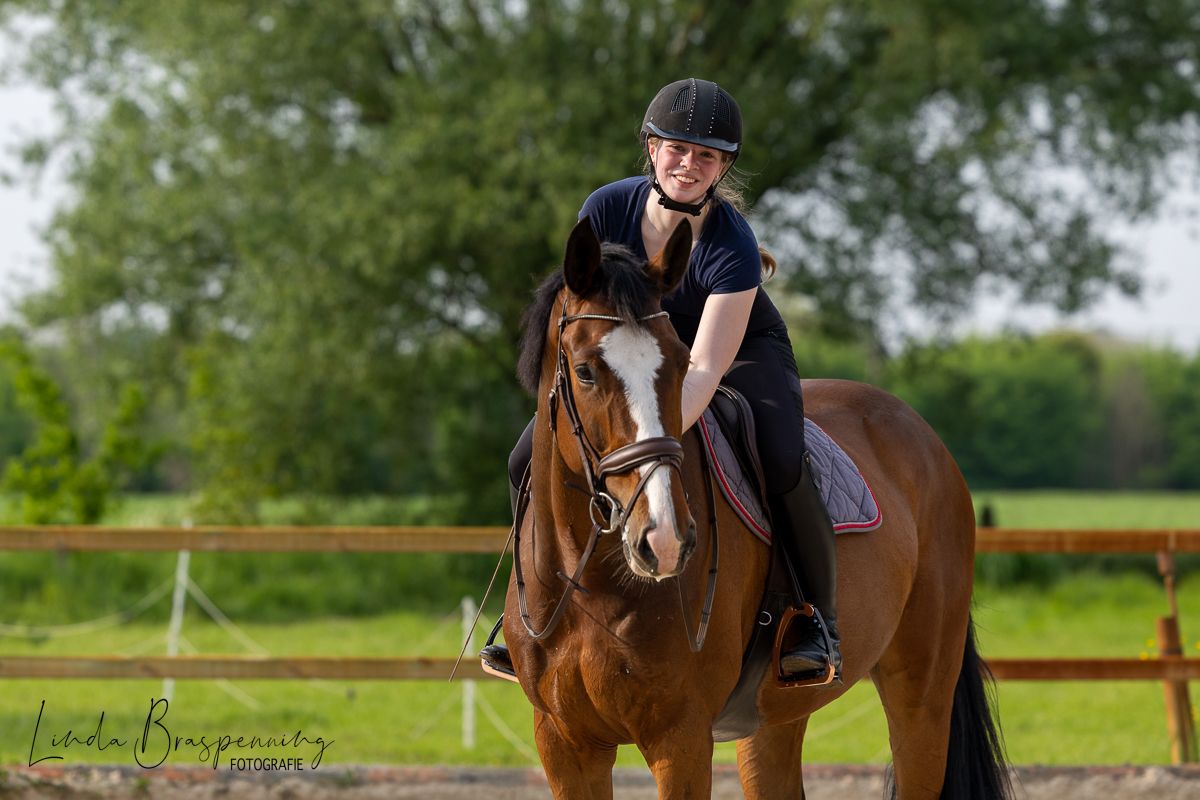 zangersheide springpaard ruin 8 years old bruin for sale - Photo 3