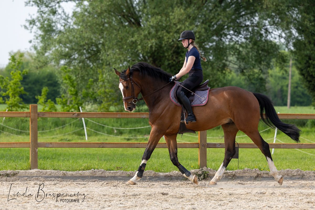 zangersheide springpaard ruin 8 years old bruin for sale - Main photo