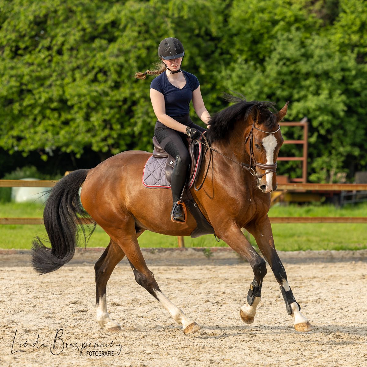 zangersheide springpaard ruin 8 years old bruin for sale - Photo 2