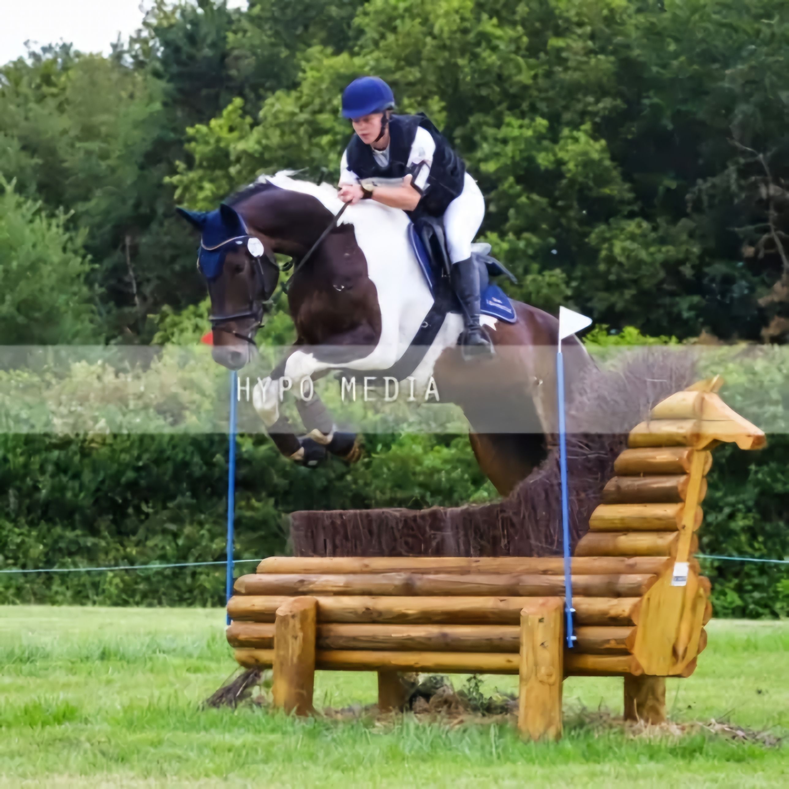 Handsome versatile gelding
