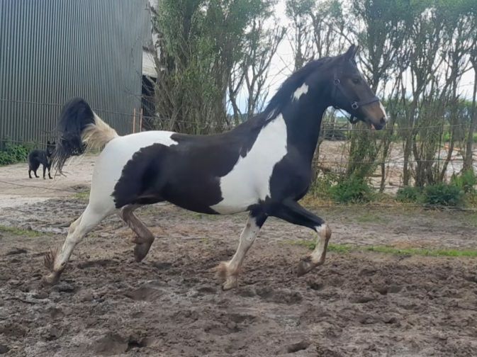 Tough 3yr colored gelding
