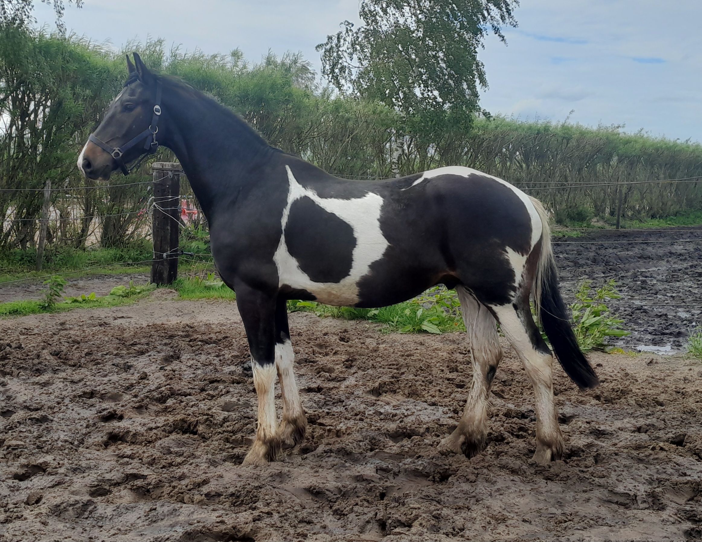nrps dressuurpaard ruin 3 jaar andere-kleur te koop - Foto 2
