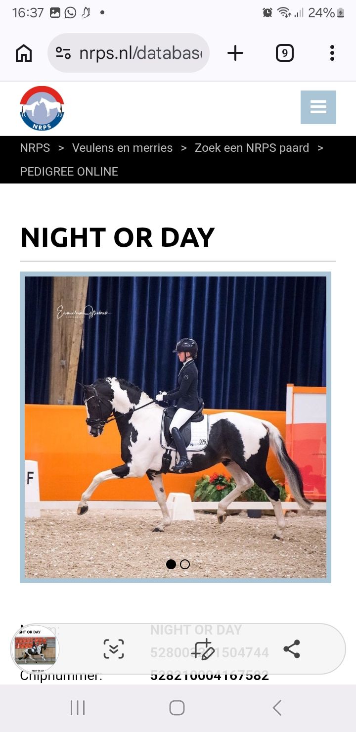 nrps dressuurpaard ruin 3 jaar andere-kleur te koop - Foto 5
