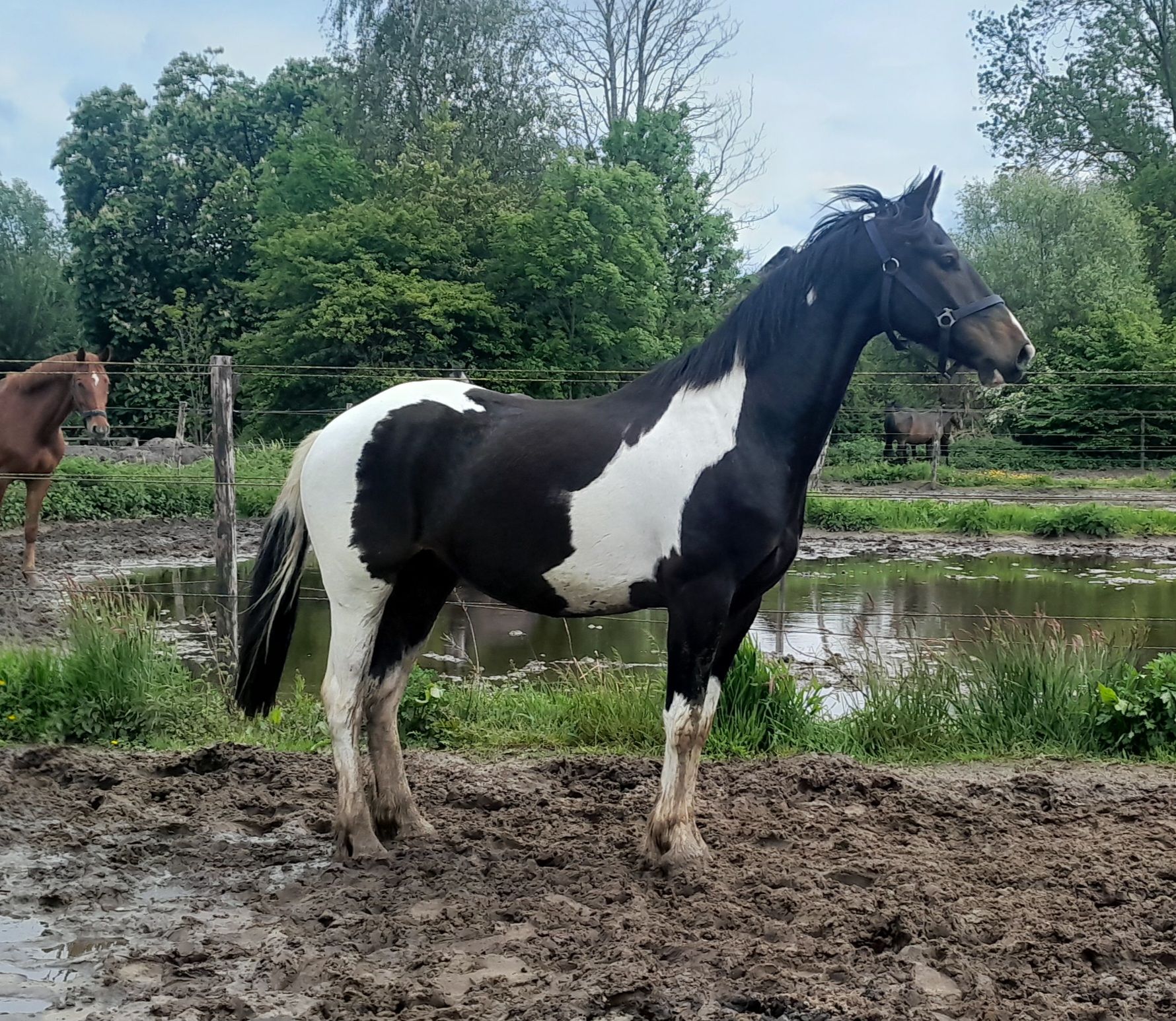 nrps dressuurpaard ruin 3 jaar andere-kleur te koop - Foto 3