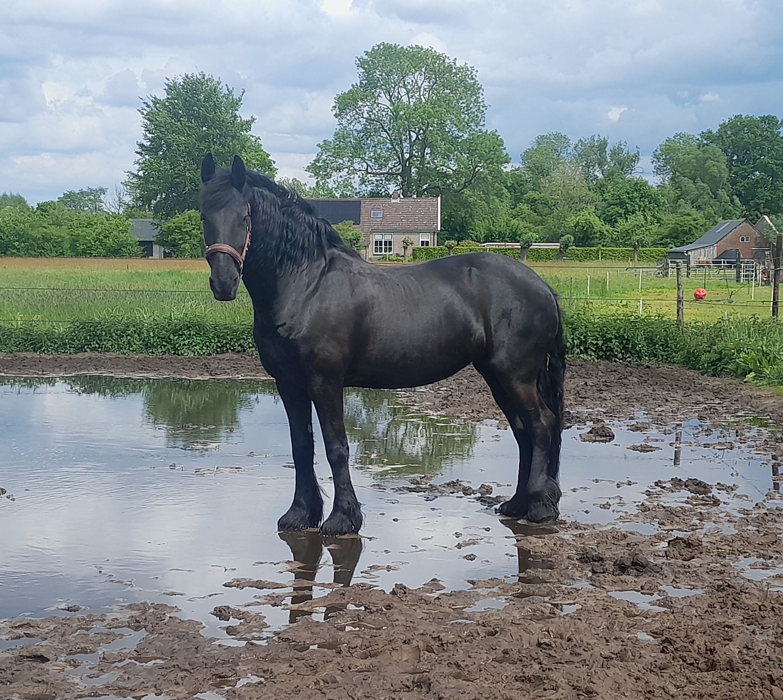 nrps dressuurpaard ruin 3 jaar andere-kleur te koop - Foto 6