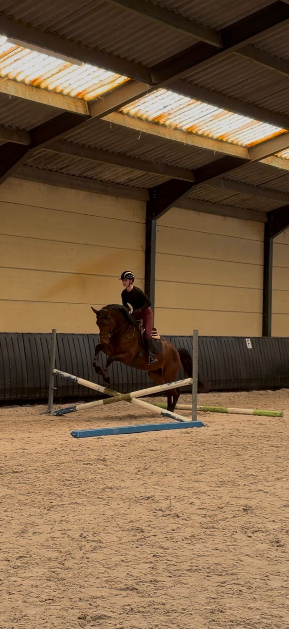 kwpn springpaard ruin 3 years old donkerbruin for sale - Photo 3