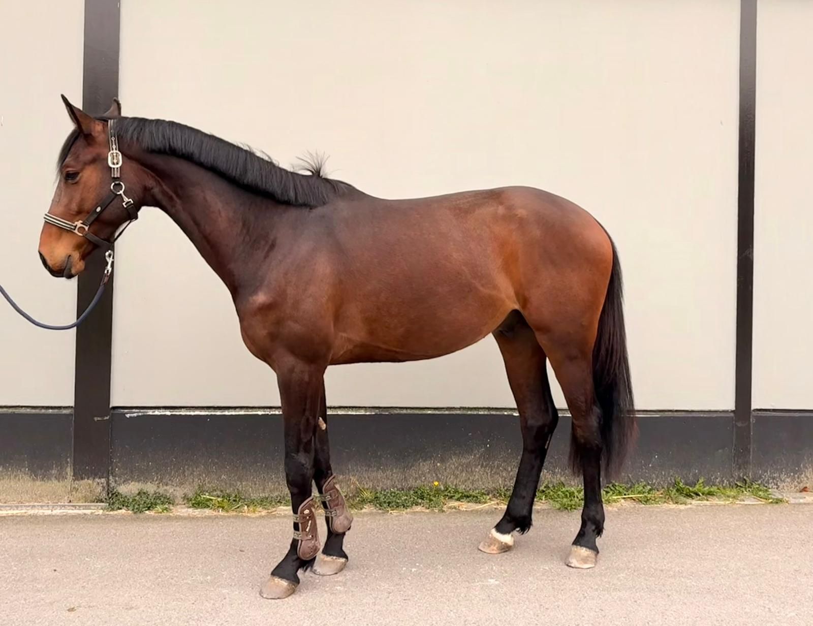 kwpn springpaard ruin 3 years old donkerbruin for sale - Photo 2