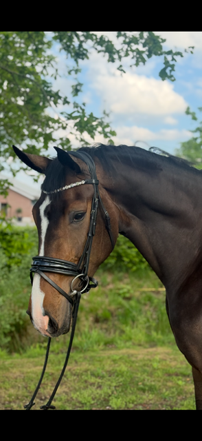 kwpn dressuurpaard merrie 5 lat donkerbruin na sprzedaż - Zdjęcie 2