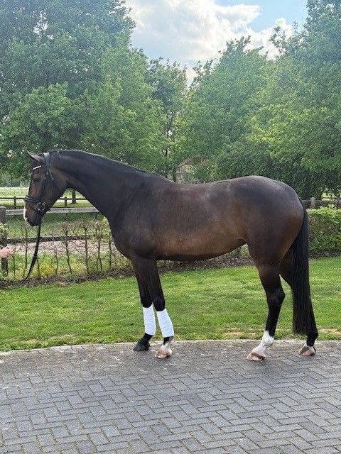 kwpn dressuurpaard merrie 5 lat donkerbruin na sprzedaż - Zdjęcie 4